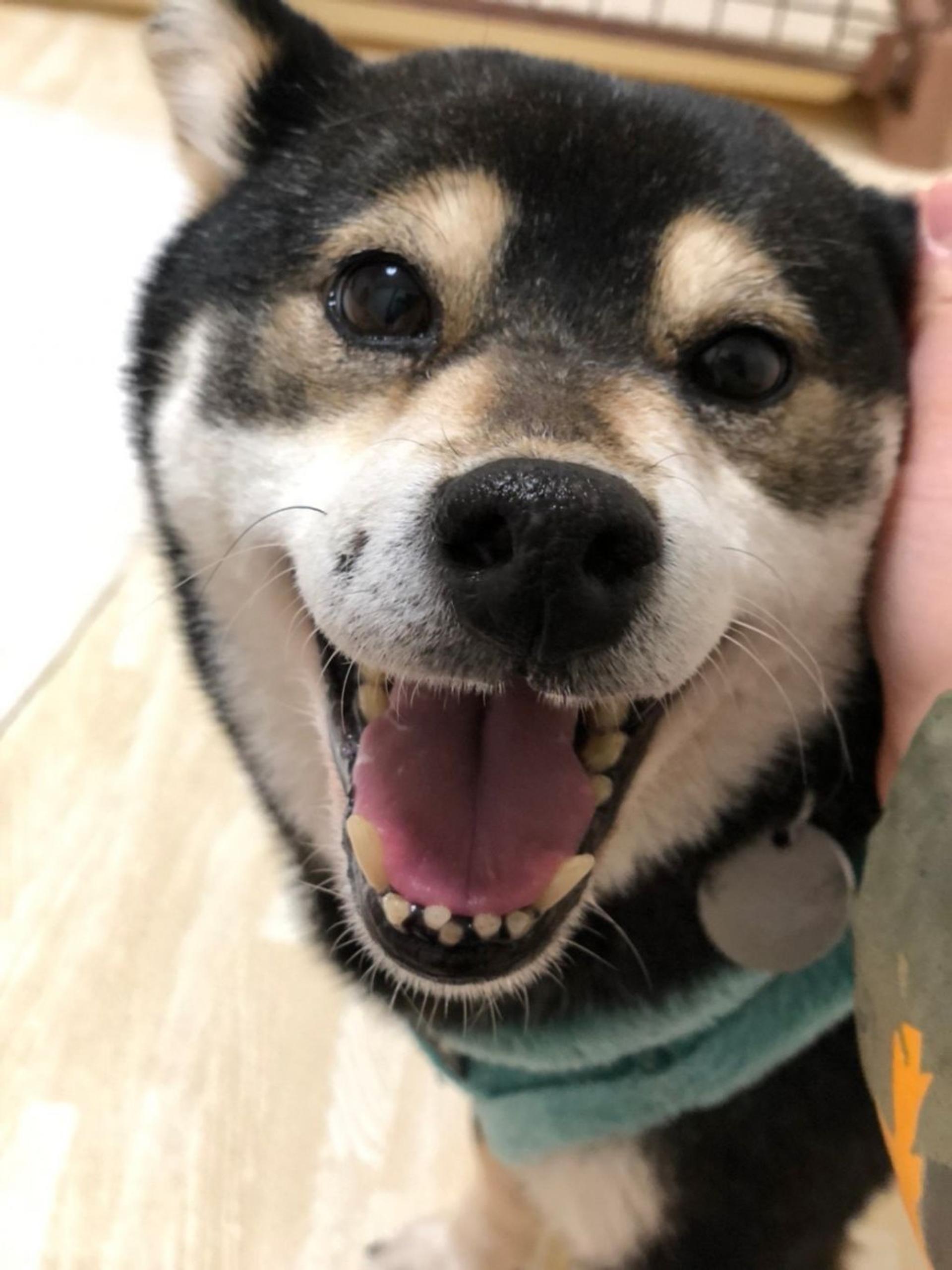 pet-image-4