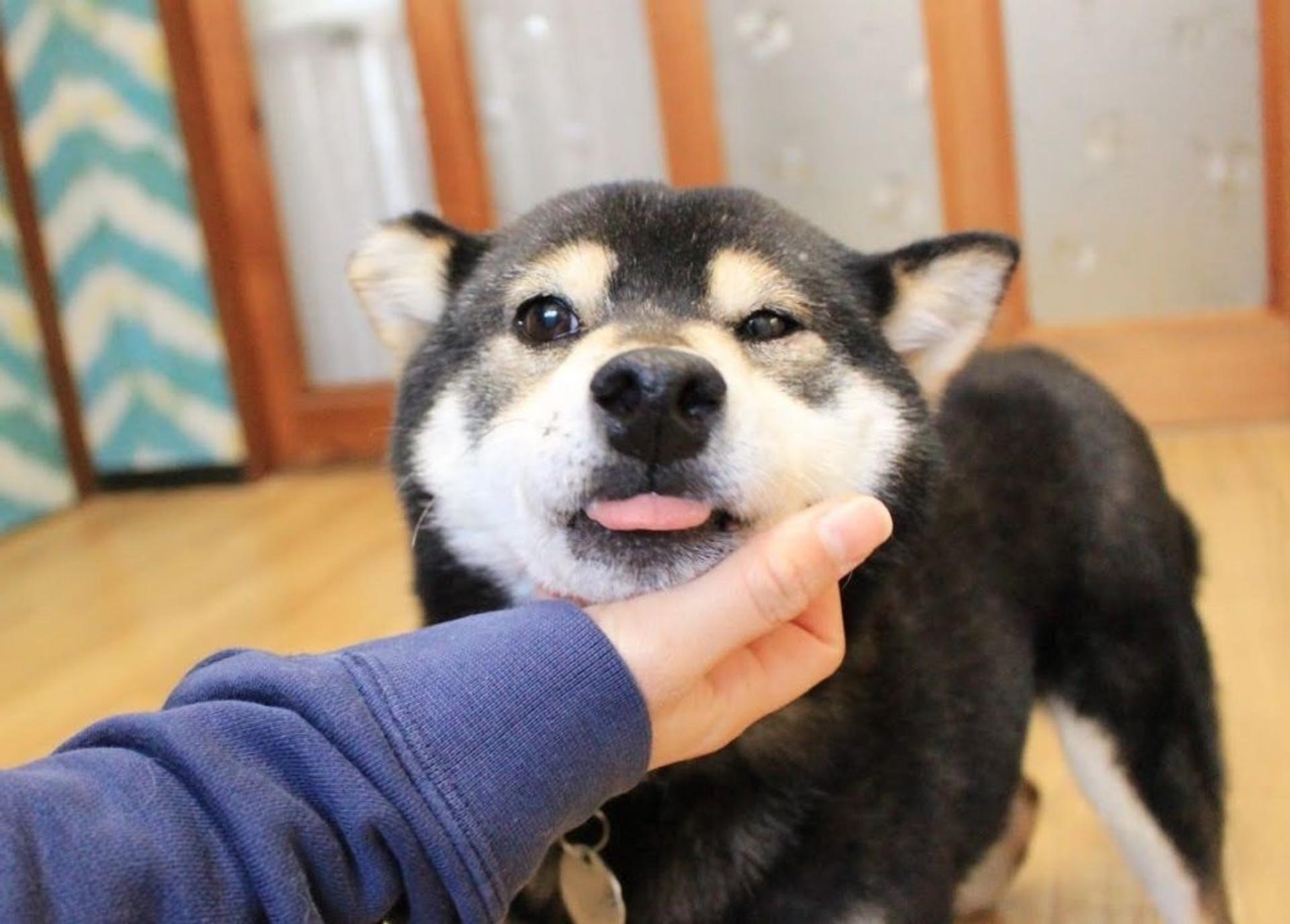 pet-image-5