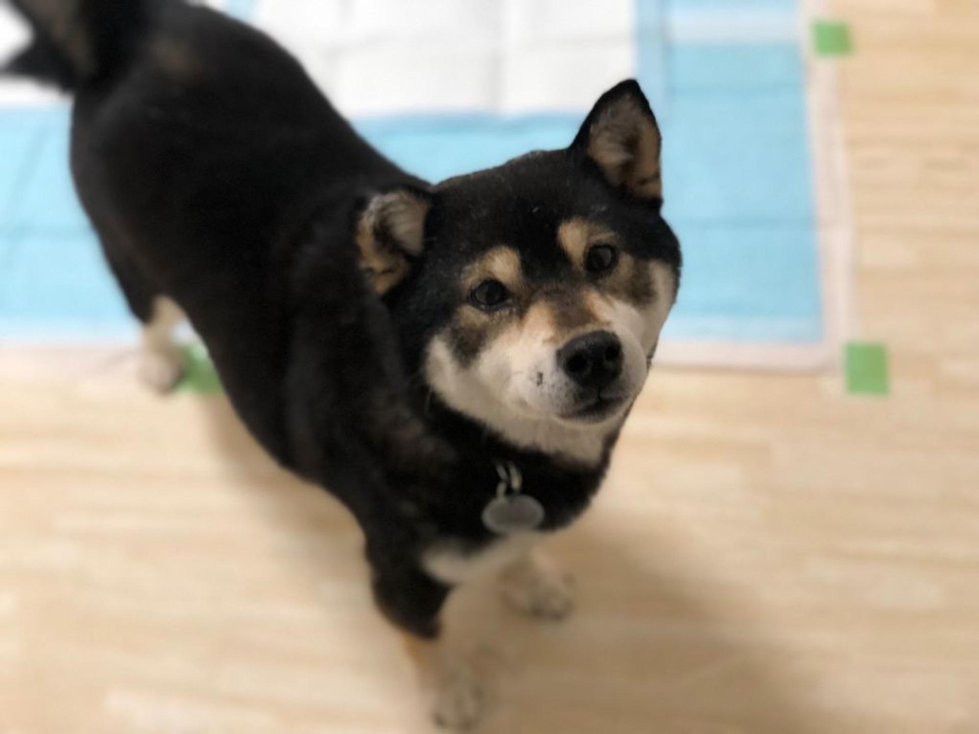 pet-image-7