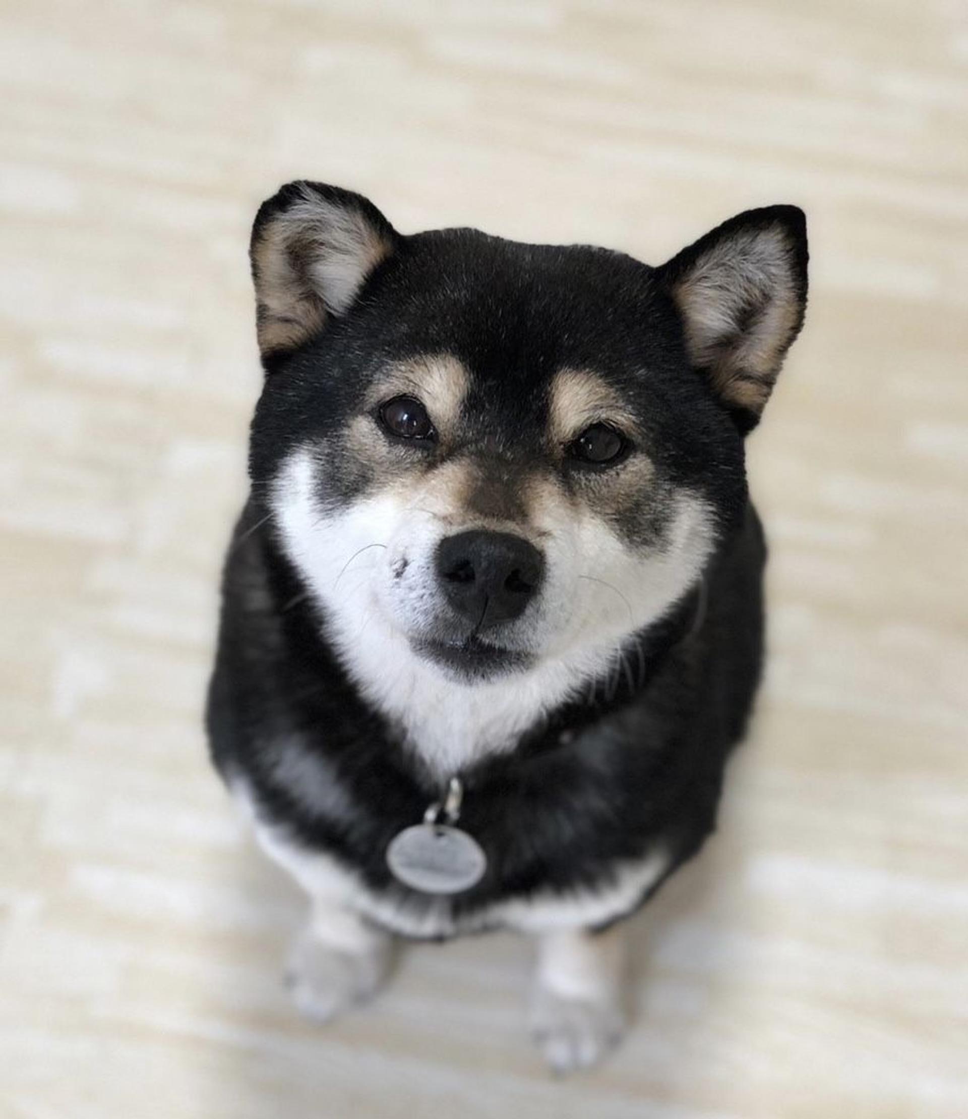pet-image-9