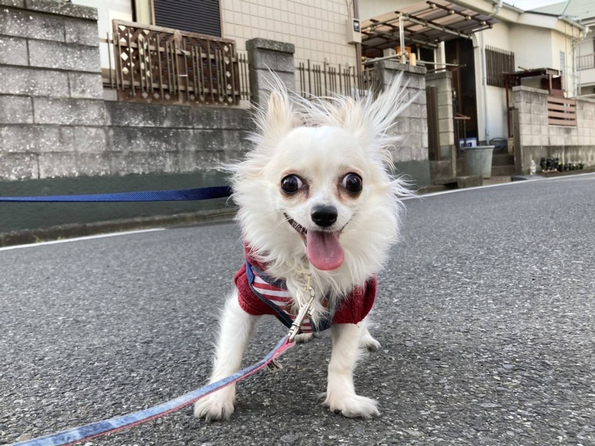 チワワ・メスの里親募集の写真