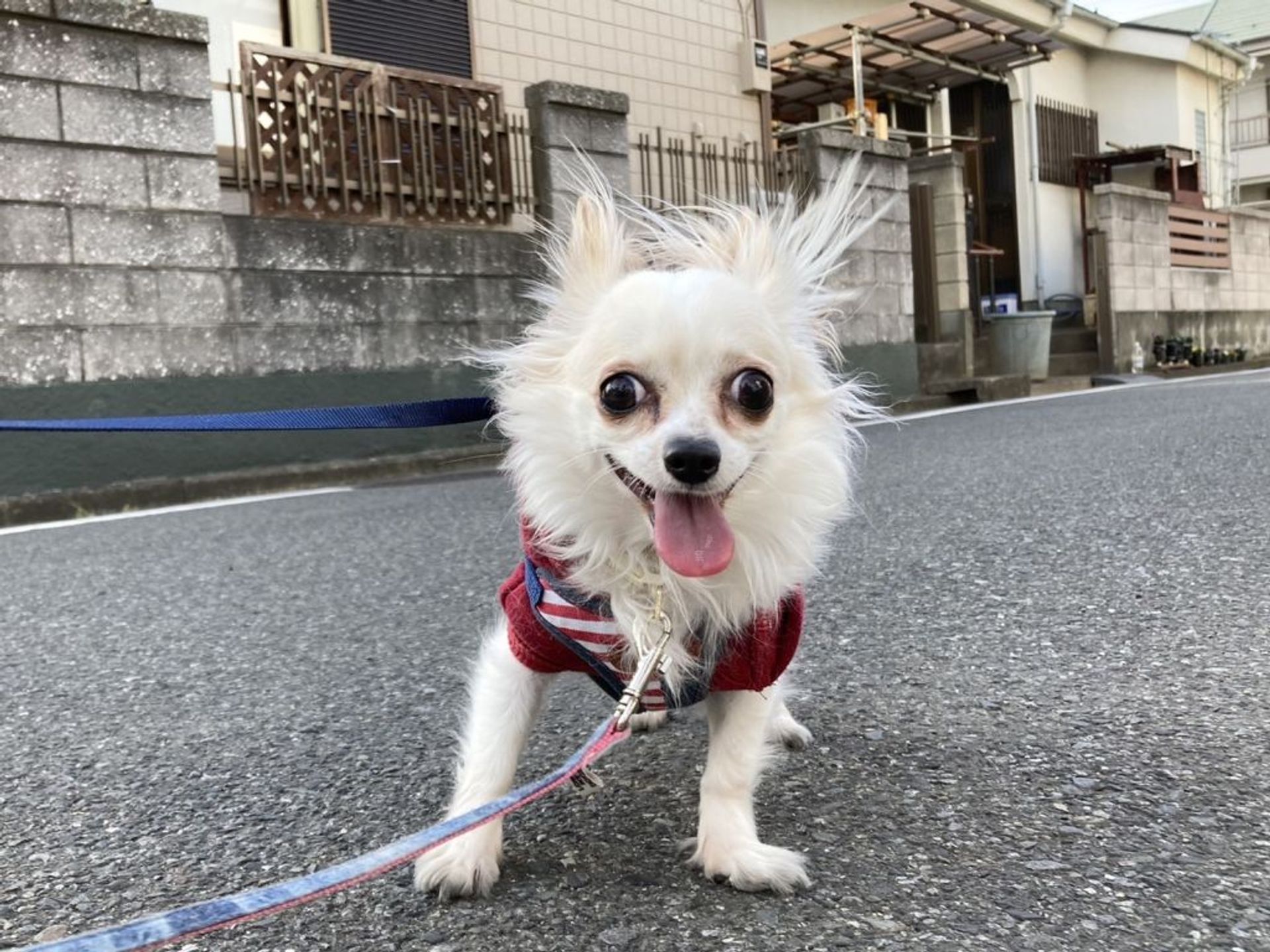 チワワ・メスの里親募集の写真