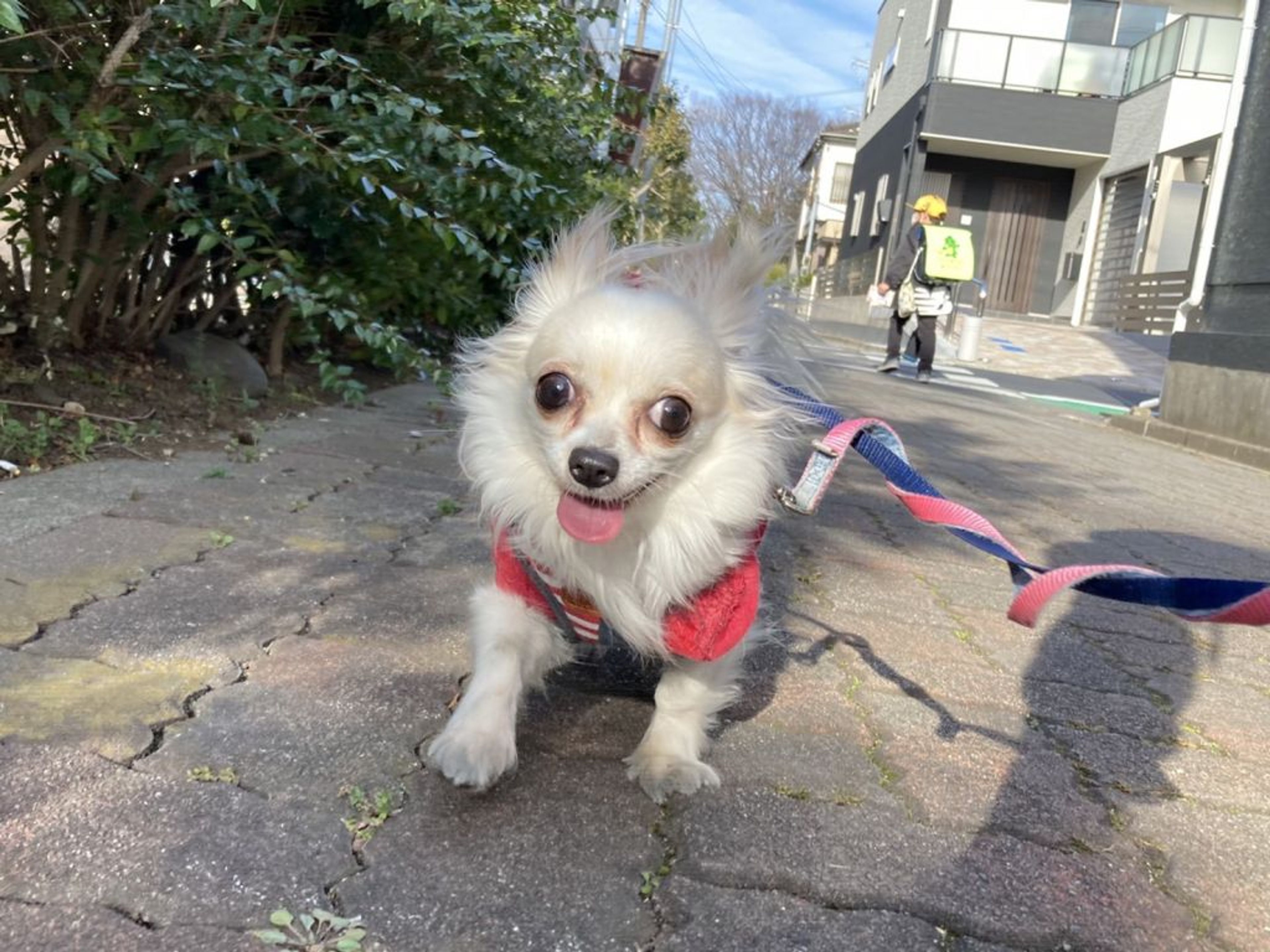 pet-image-3