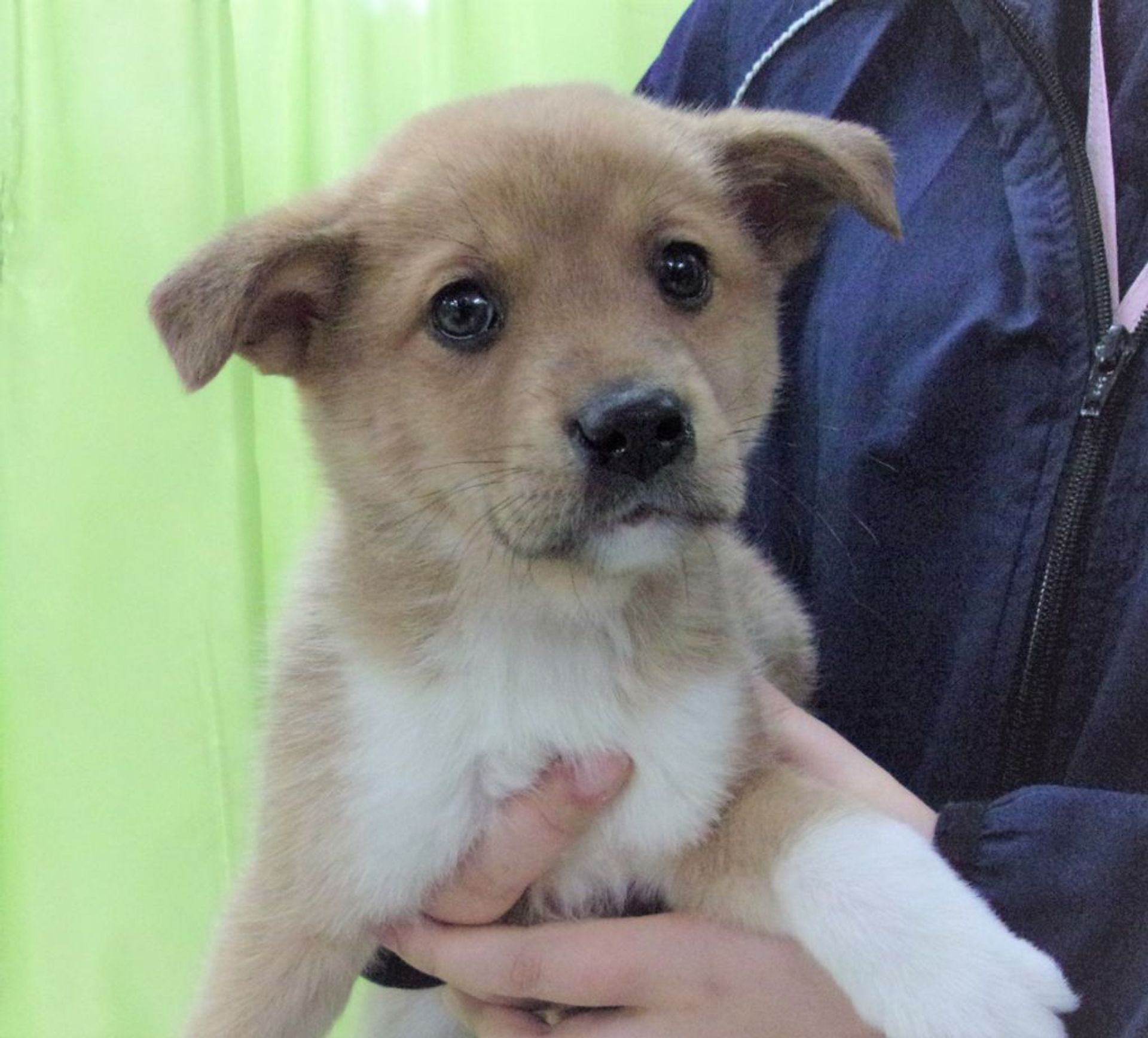 雑種（ミックス犬）・メスの里親募集の写真