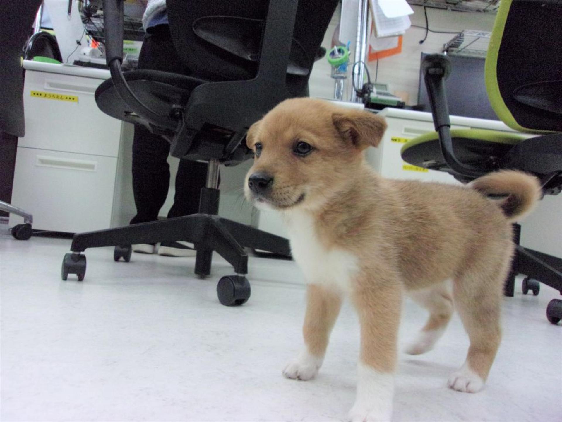 pet-image-3