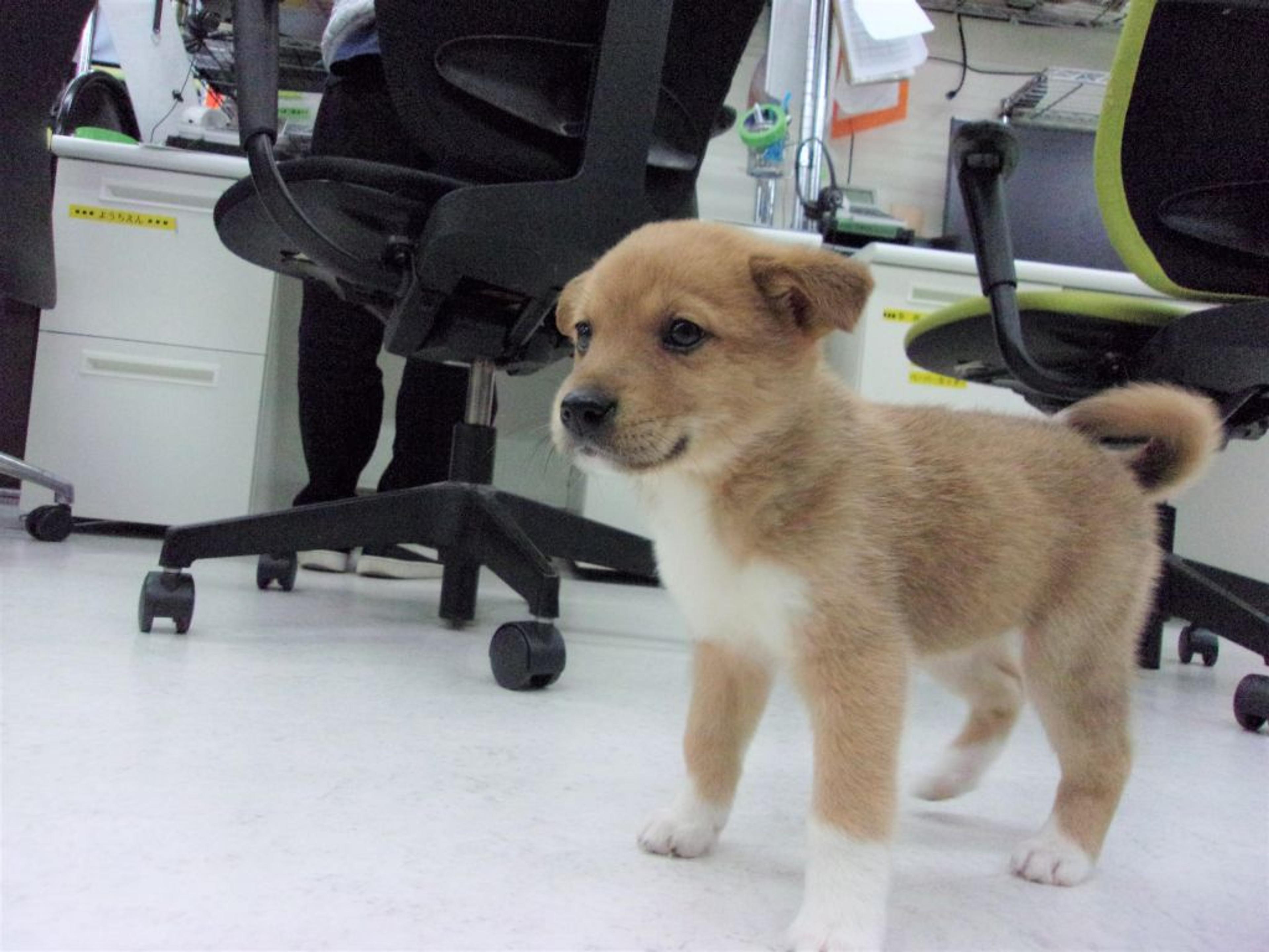 pet-image-3
