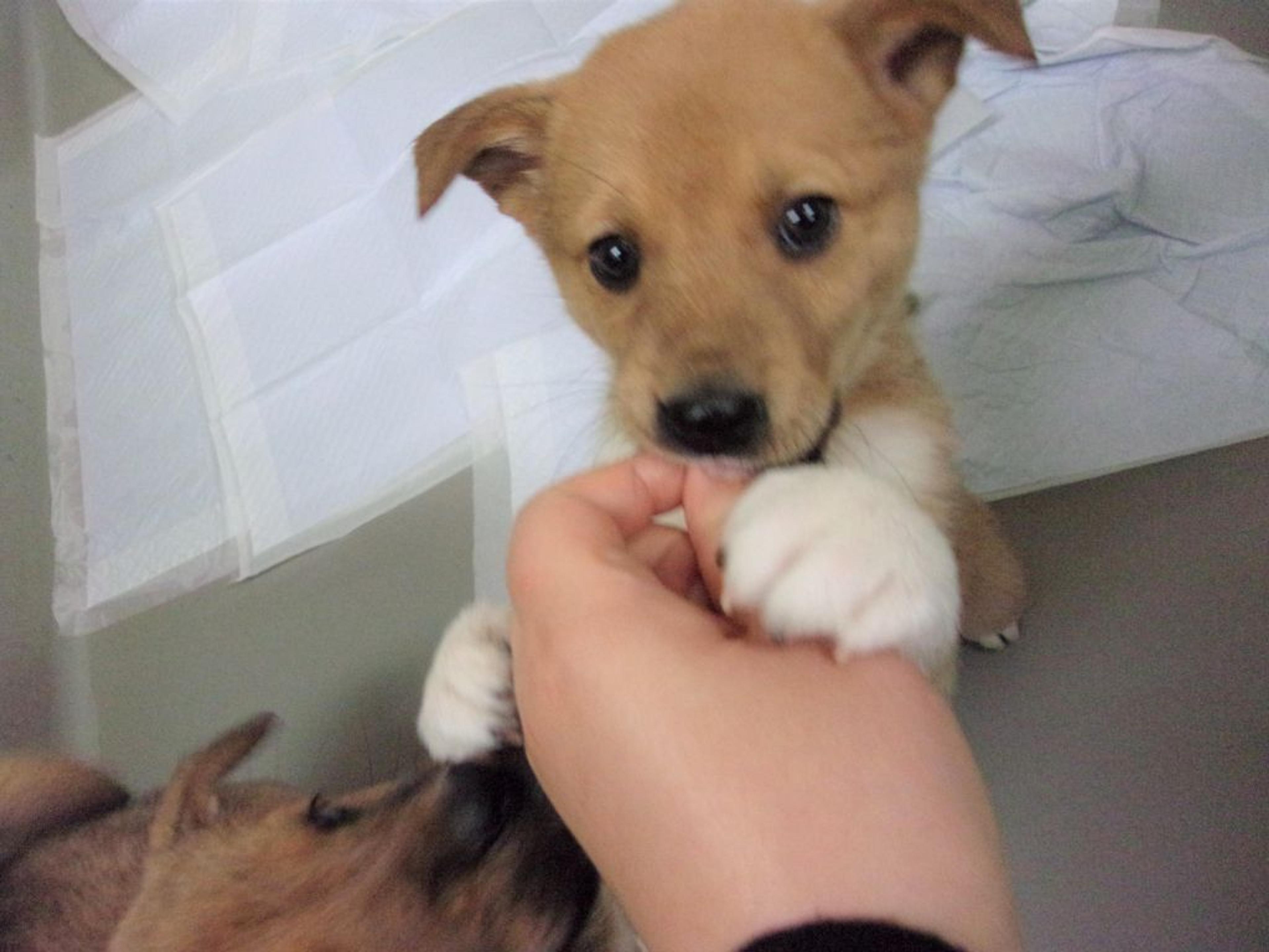 pet-image-4