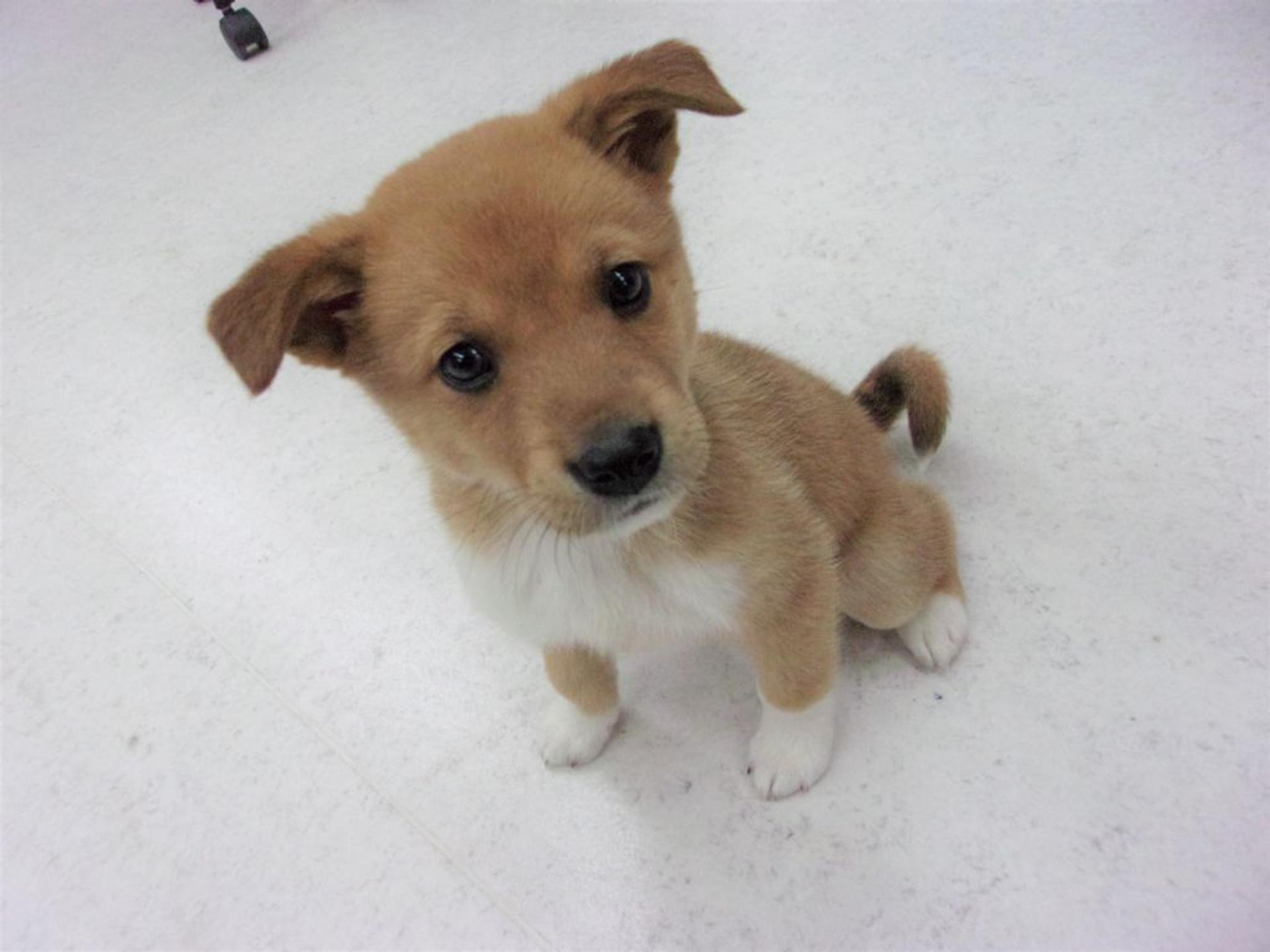 pet-image-5