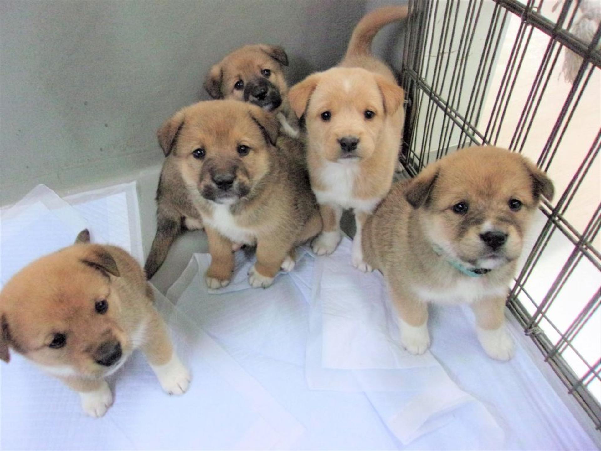 pet-image-6