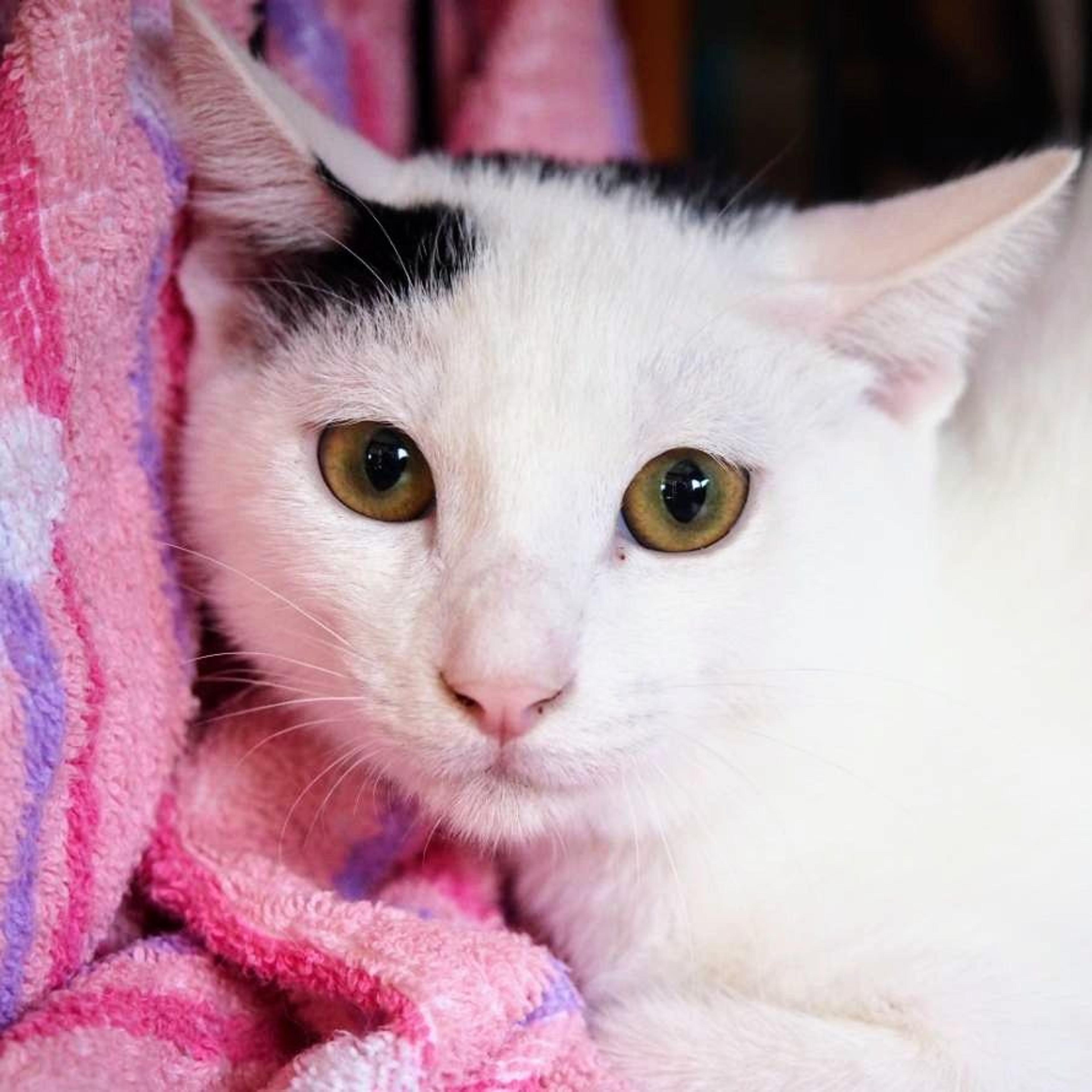 pet-image-2
