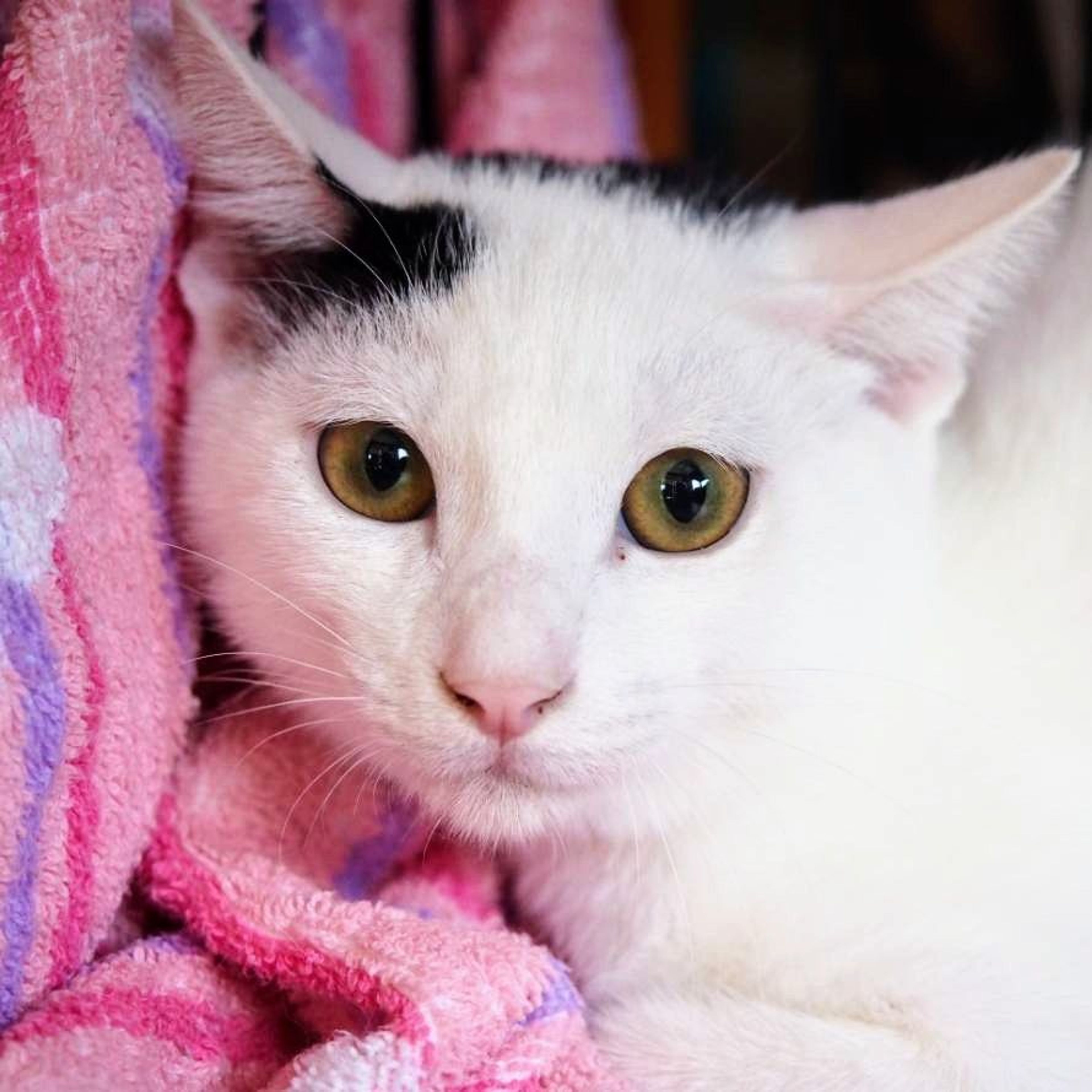 pet-image-2