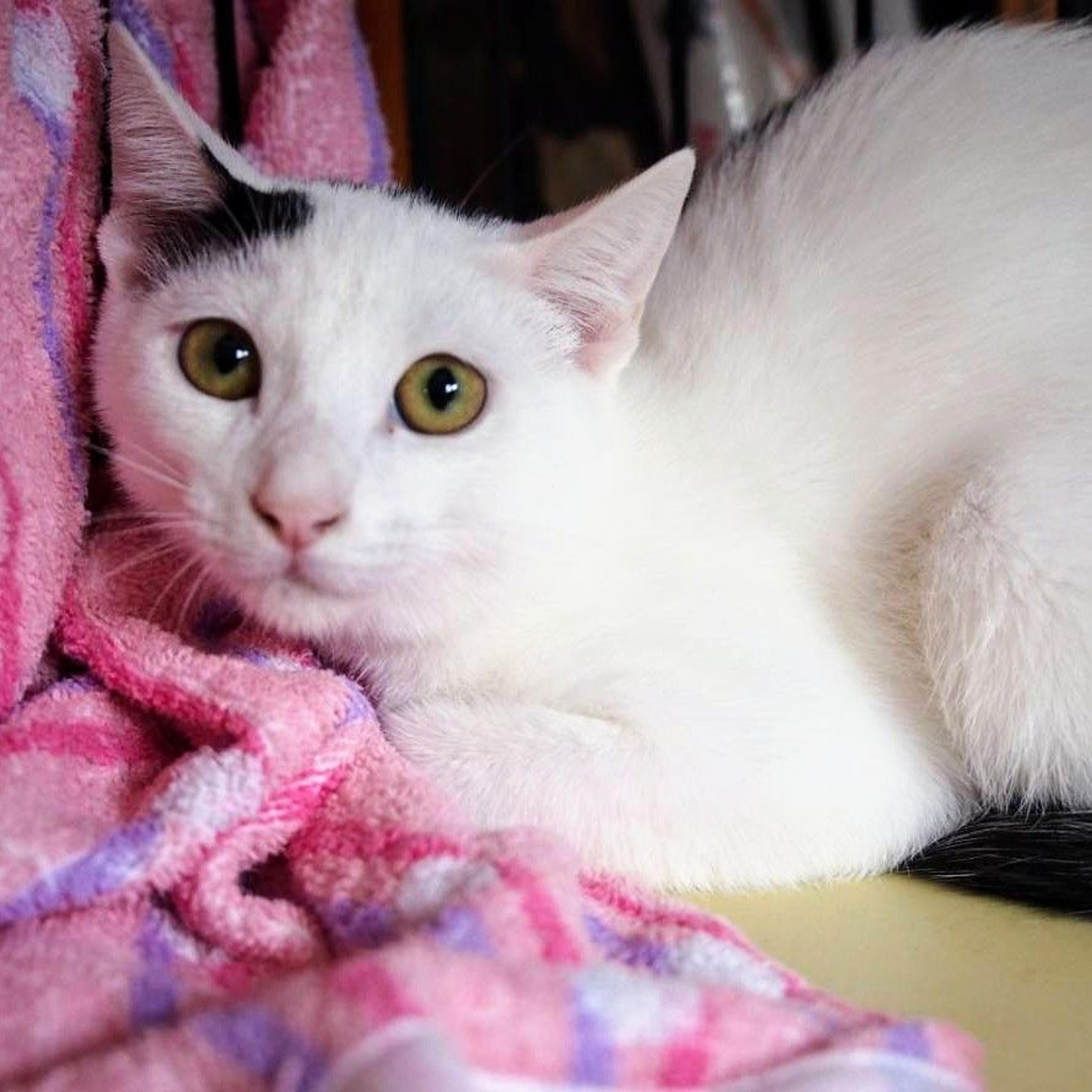 pet-image-3