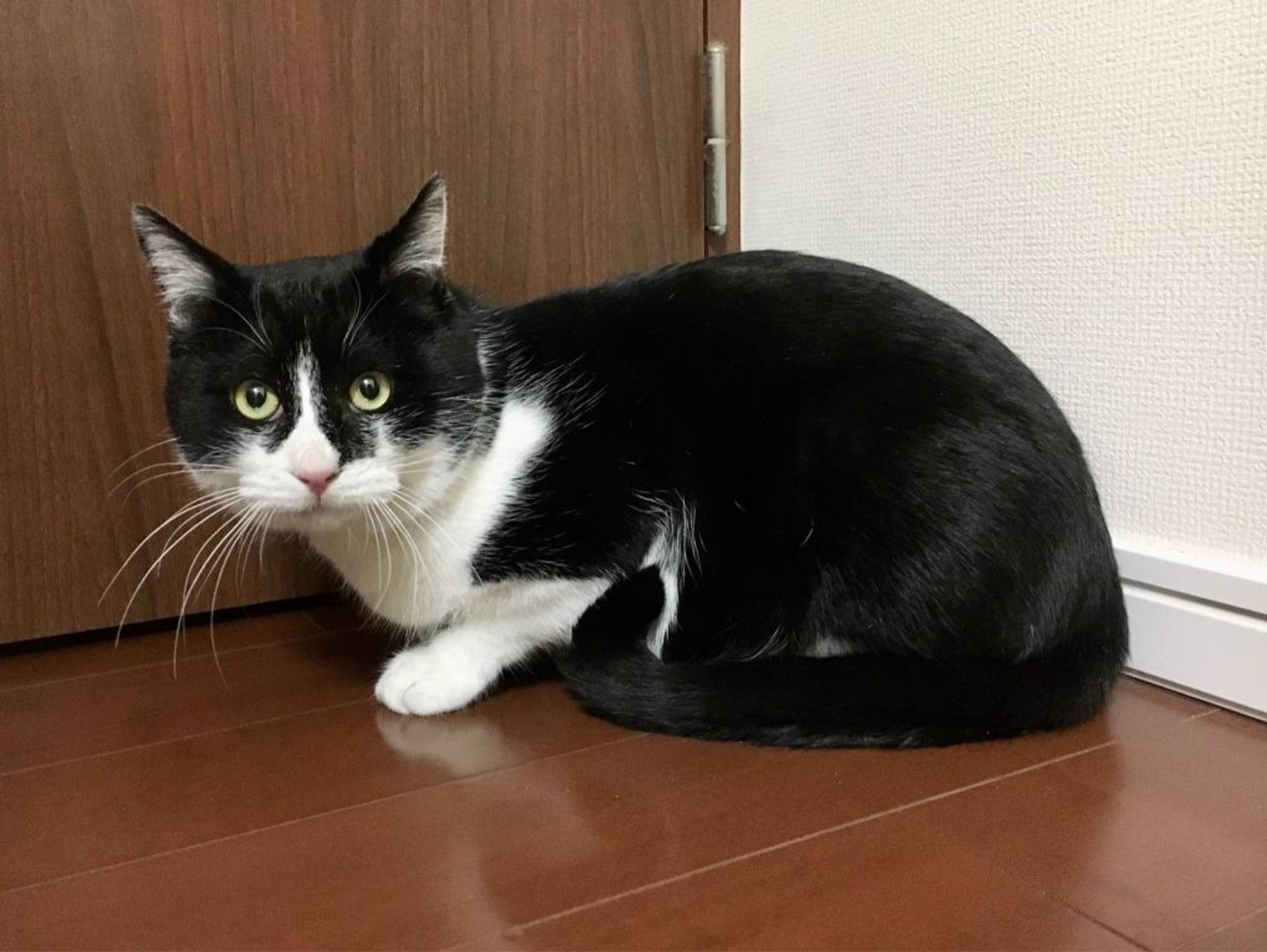 雑種（ミックス猫）・オスの里親募集の写真
