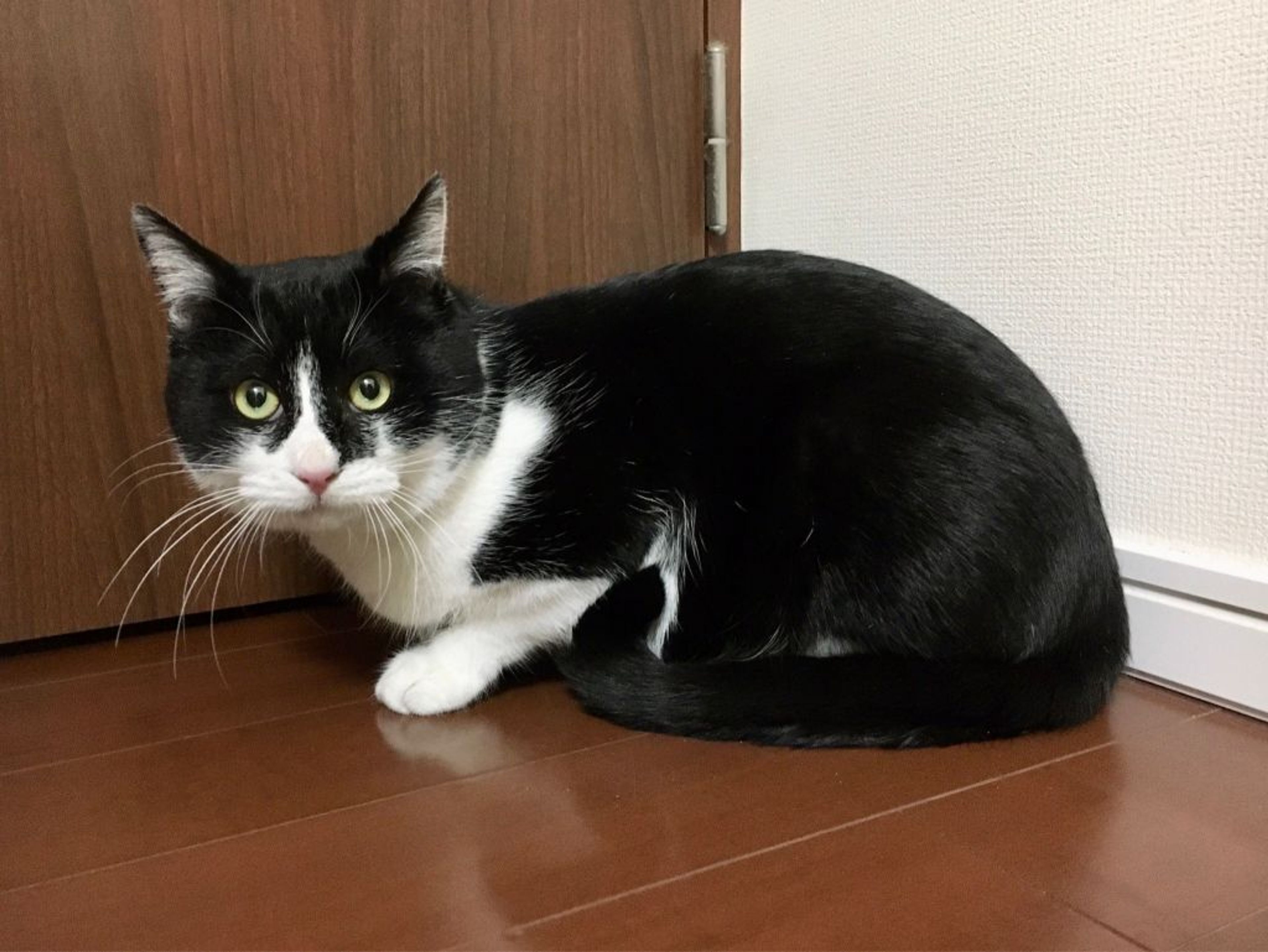 雑種（ミックス猫）・オスの里親募集の写真