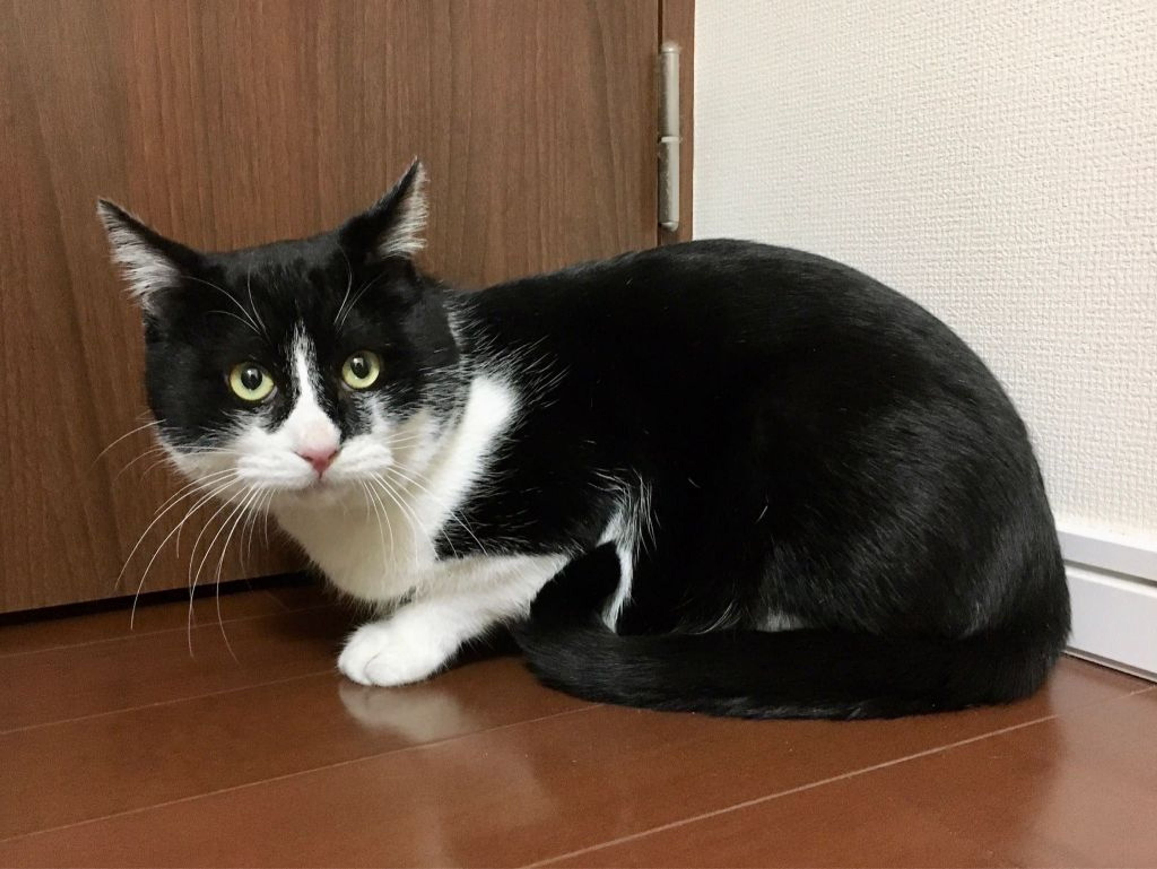 pet-image-3