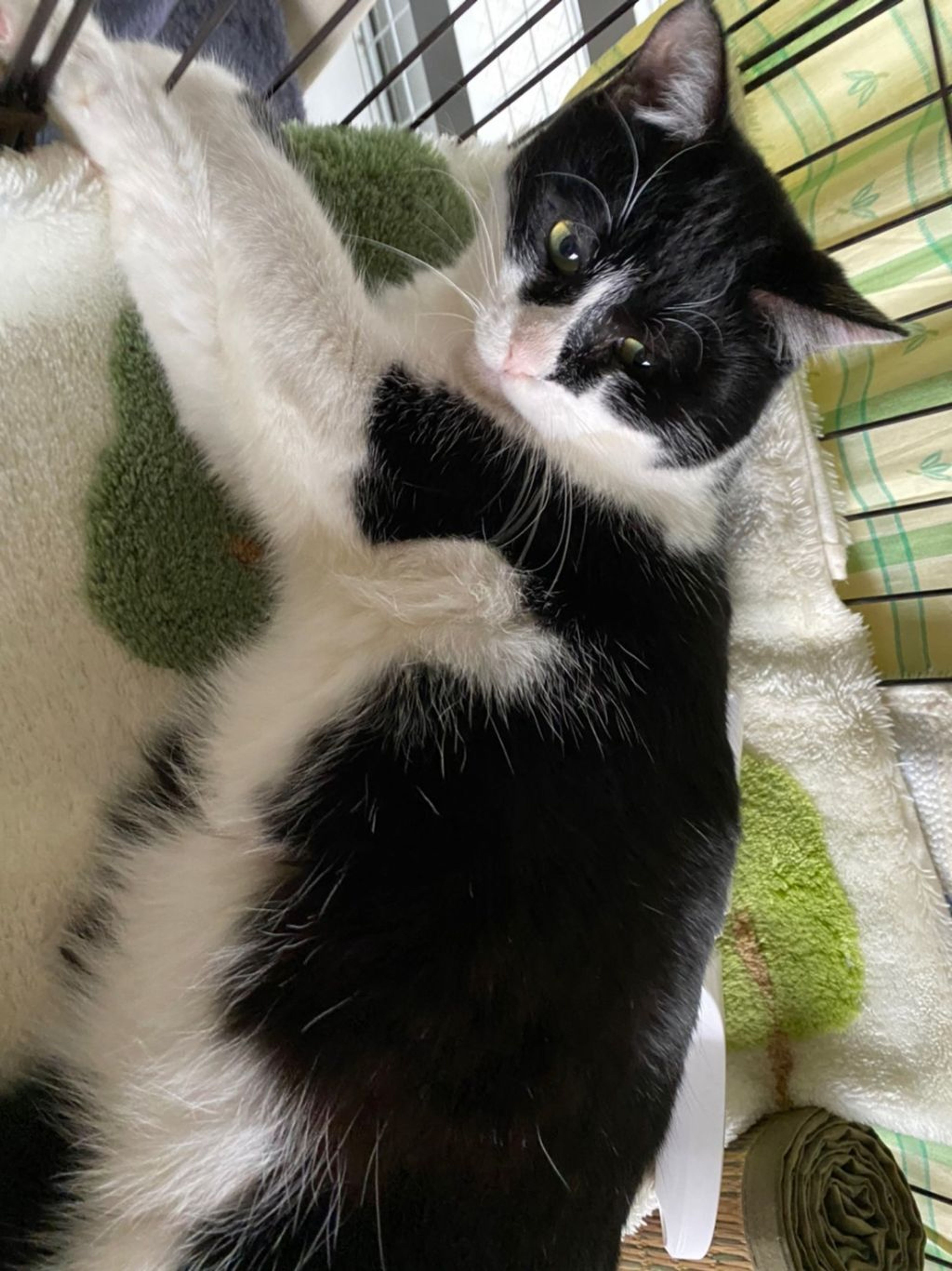 pet-image-5