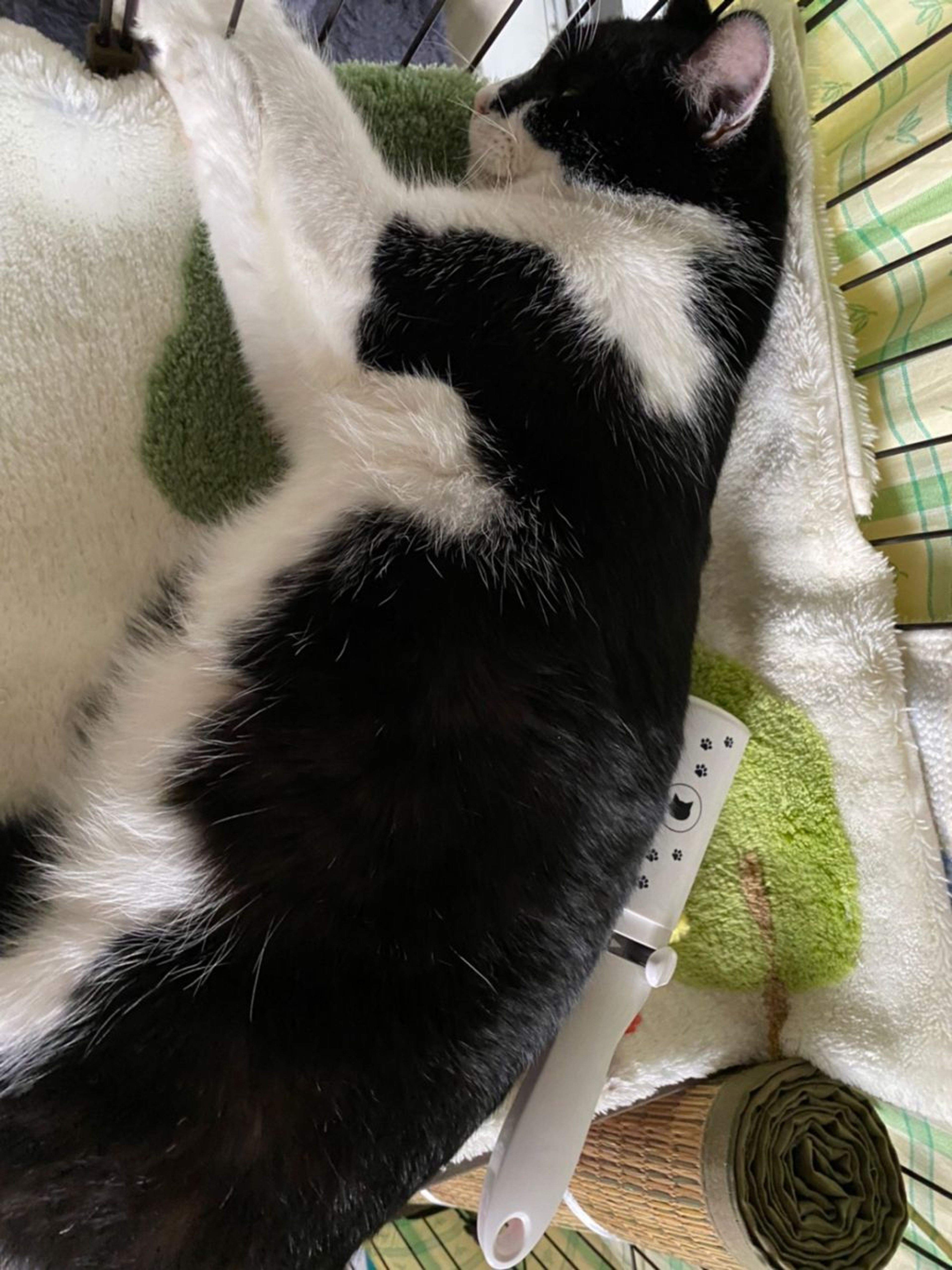 pet-image-6