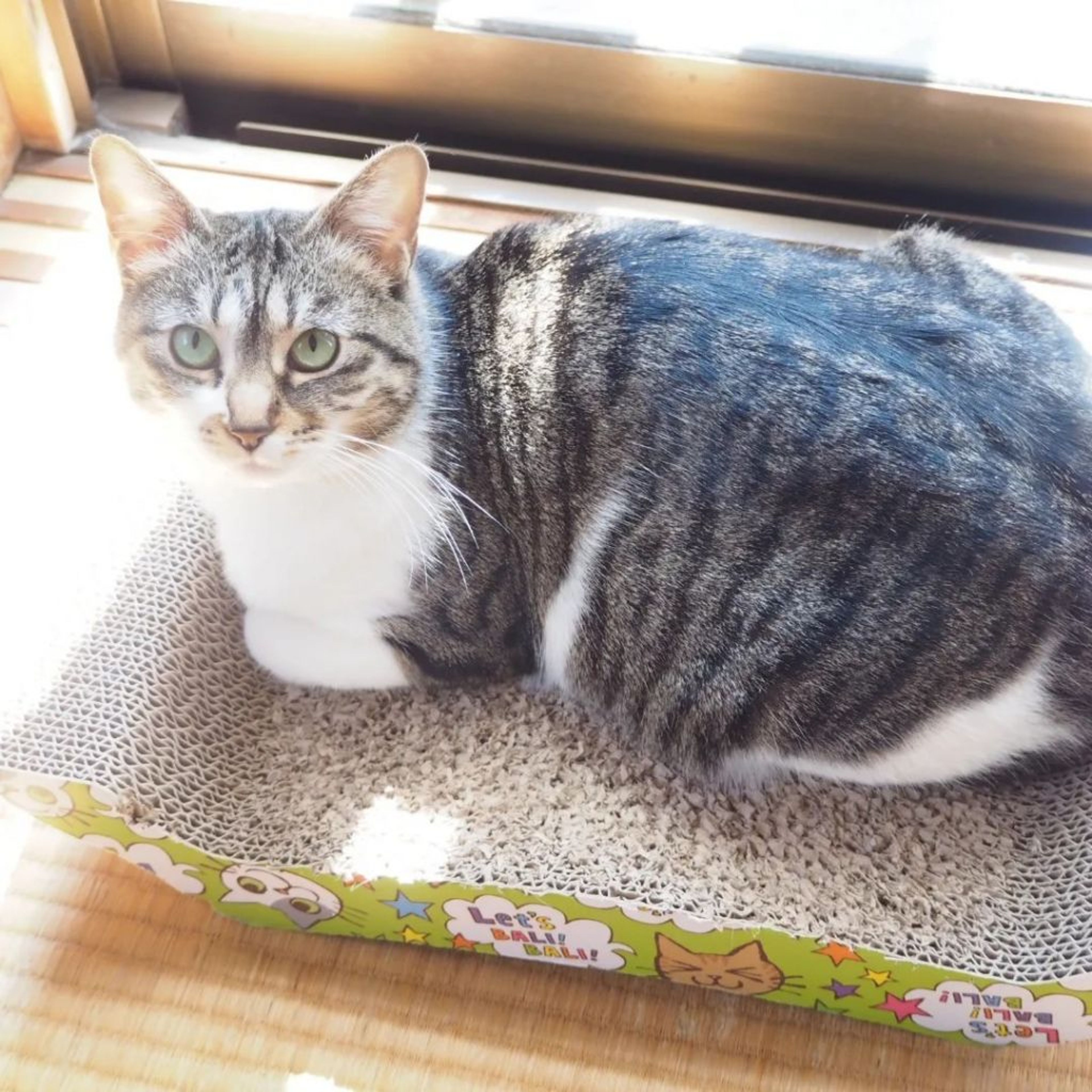 pet-image-2