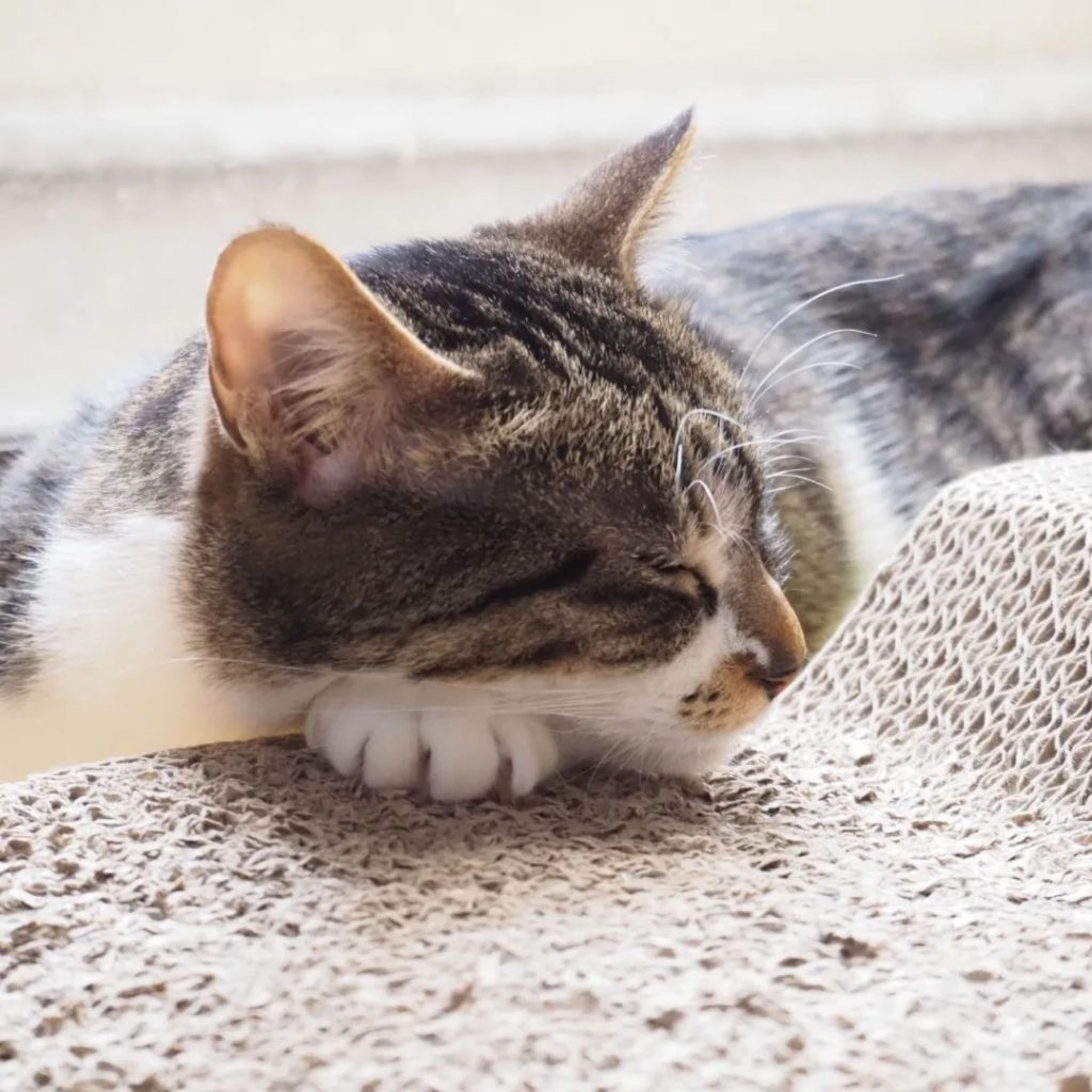 pet-image-4