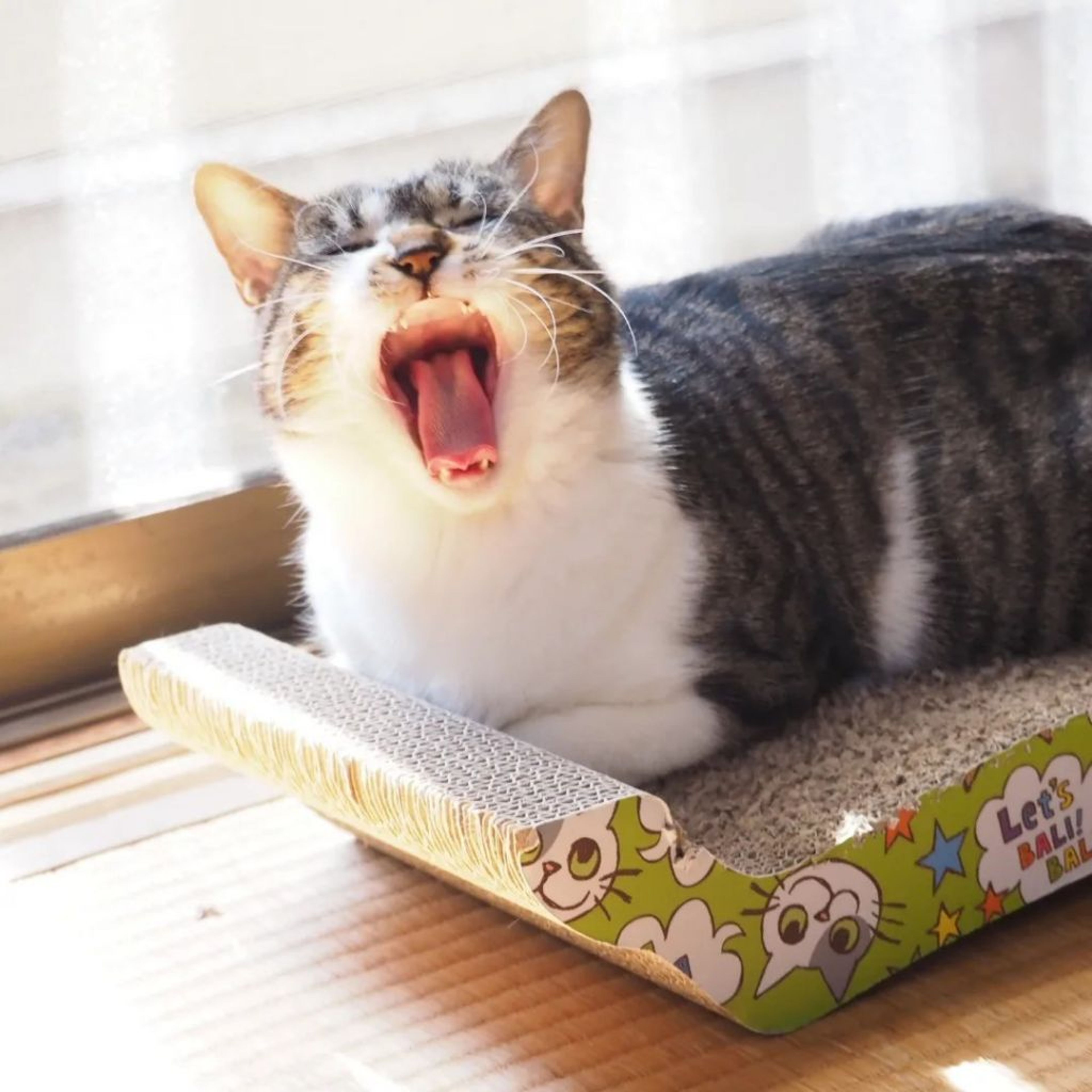 pet-image-5