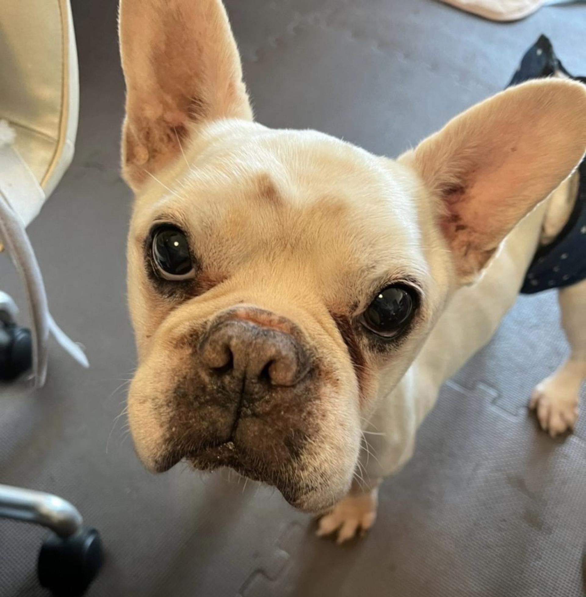 pet-image-3