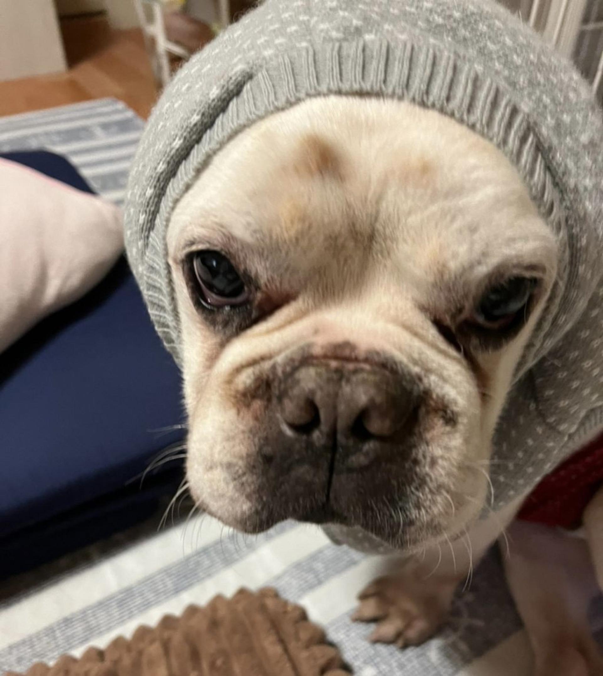 pet-image-5