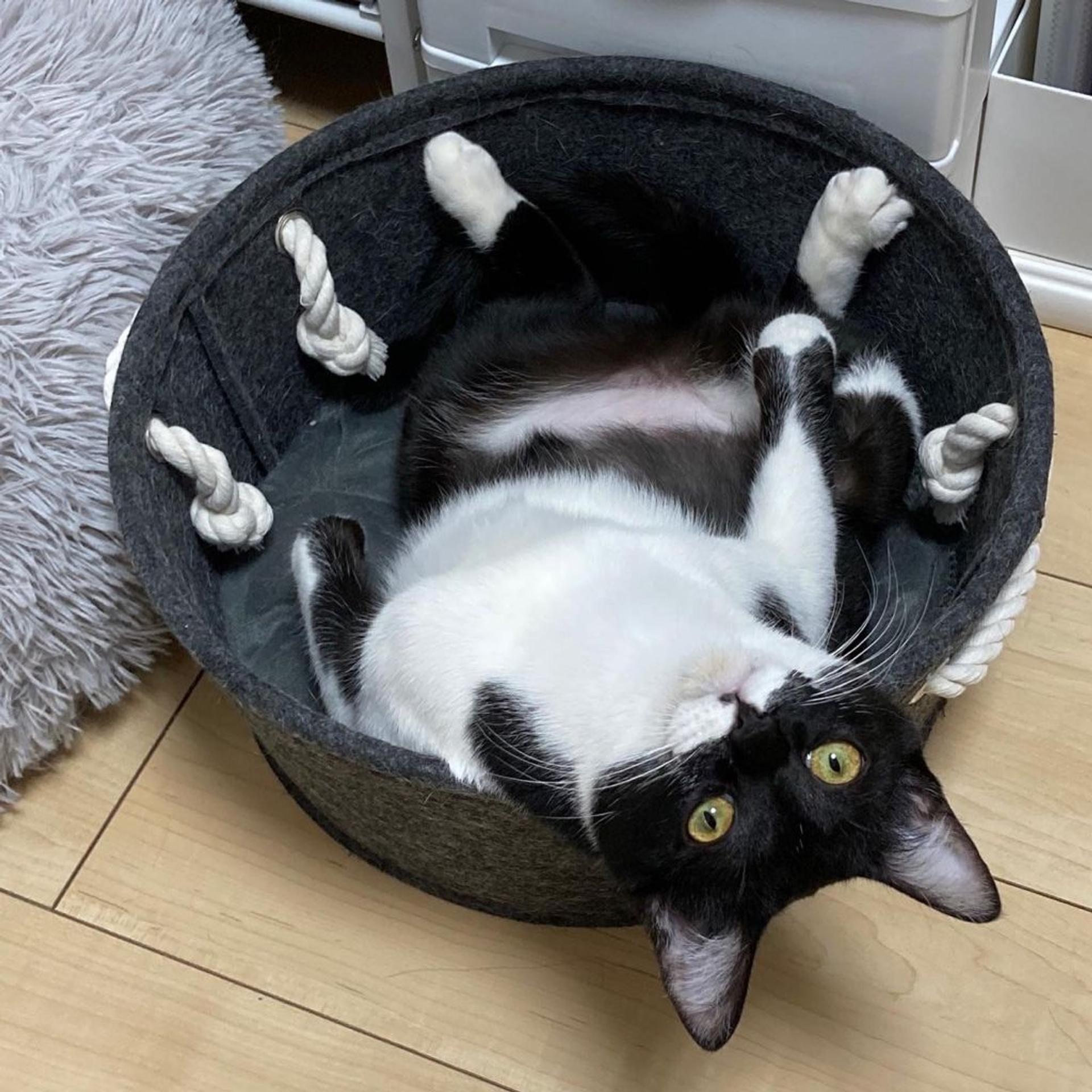 pet-image-2