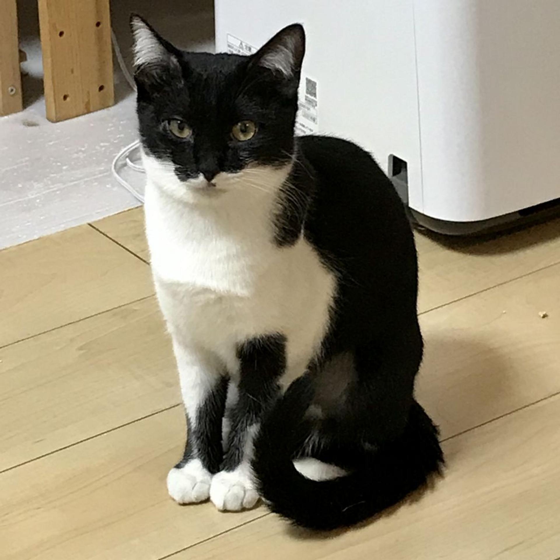 pet-image-5