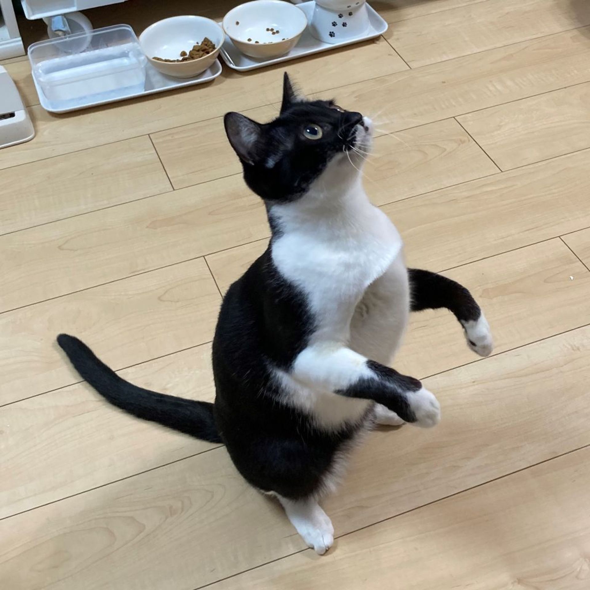 雑種（ミックス猫）・メスの里親募集の写真