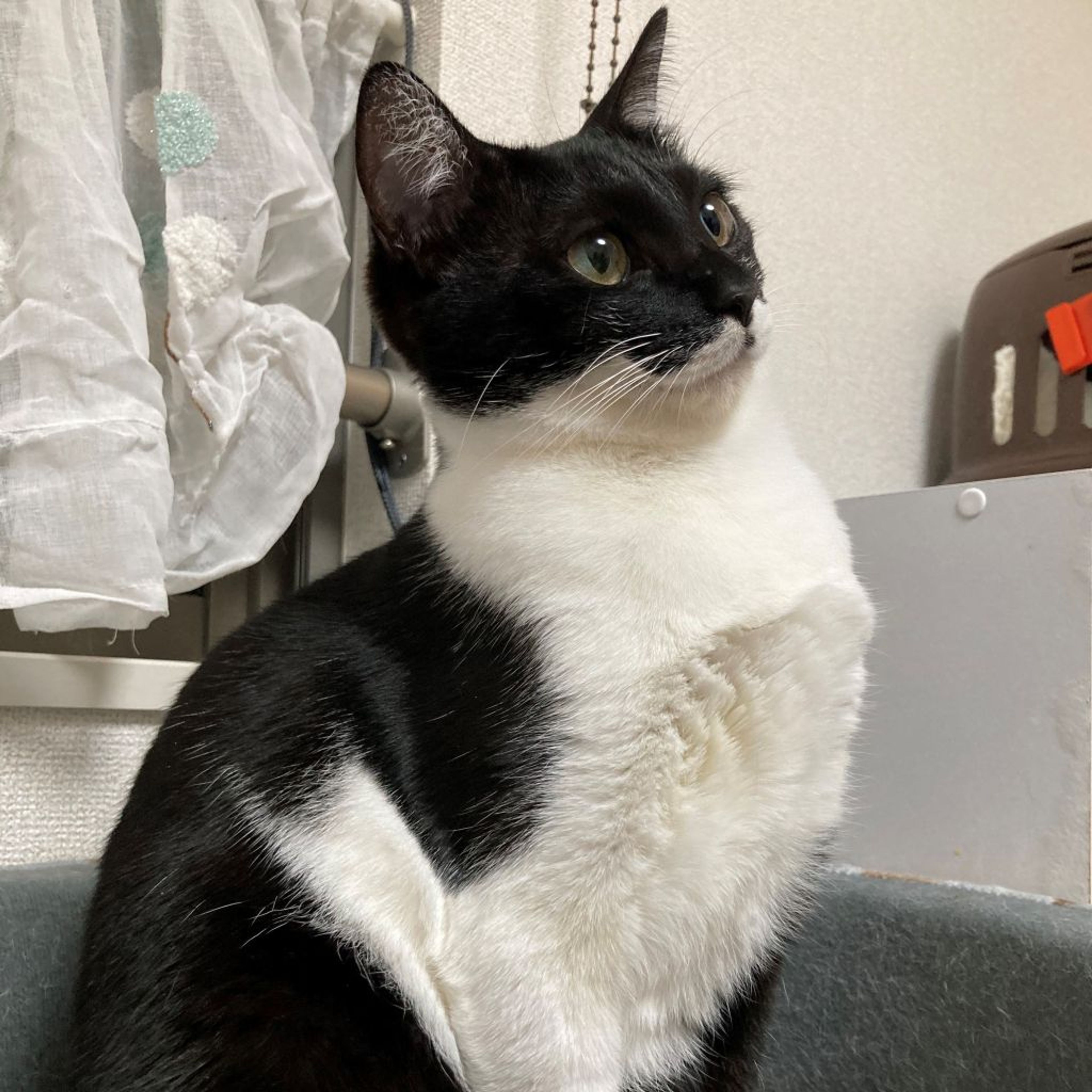 pet-image-6