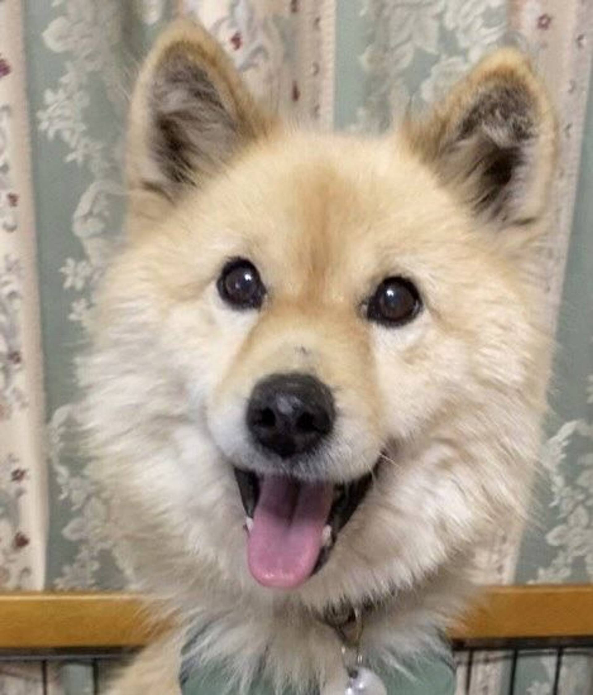 雑種（ミックス犬）・メスの里親募集の写真