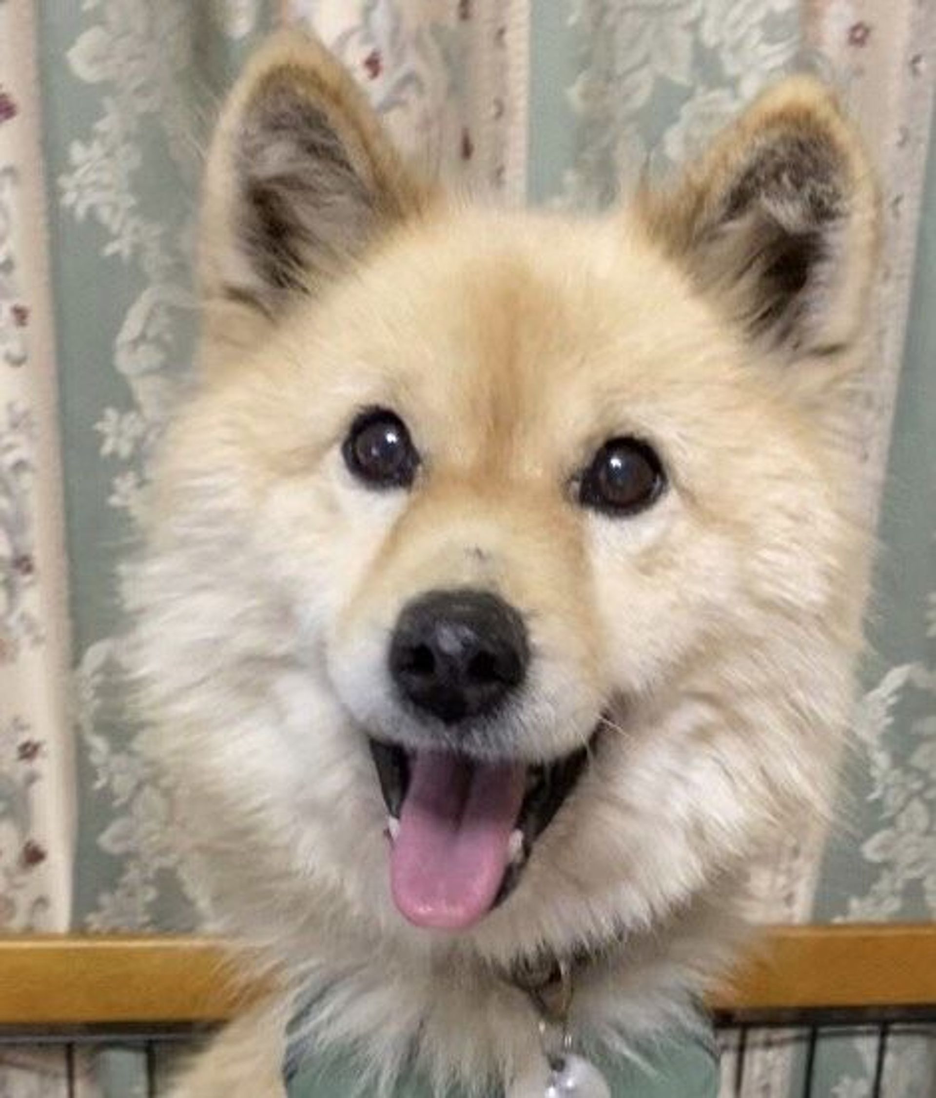 雑種（ミックス犬）・メスの里親募集の写真