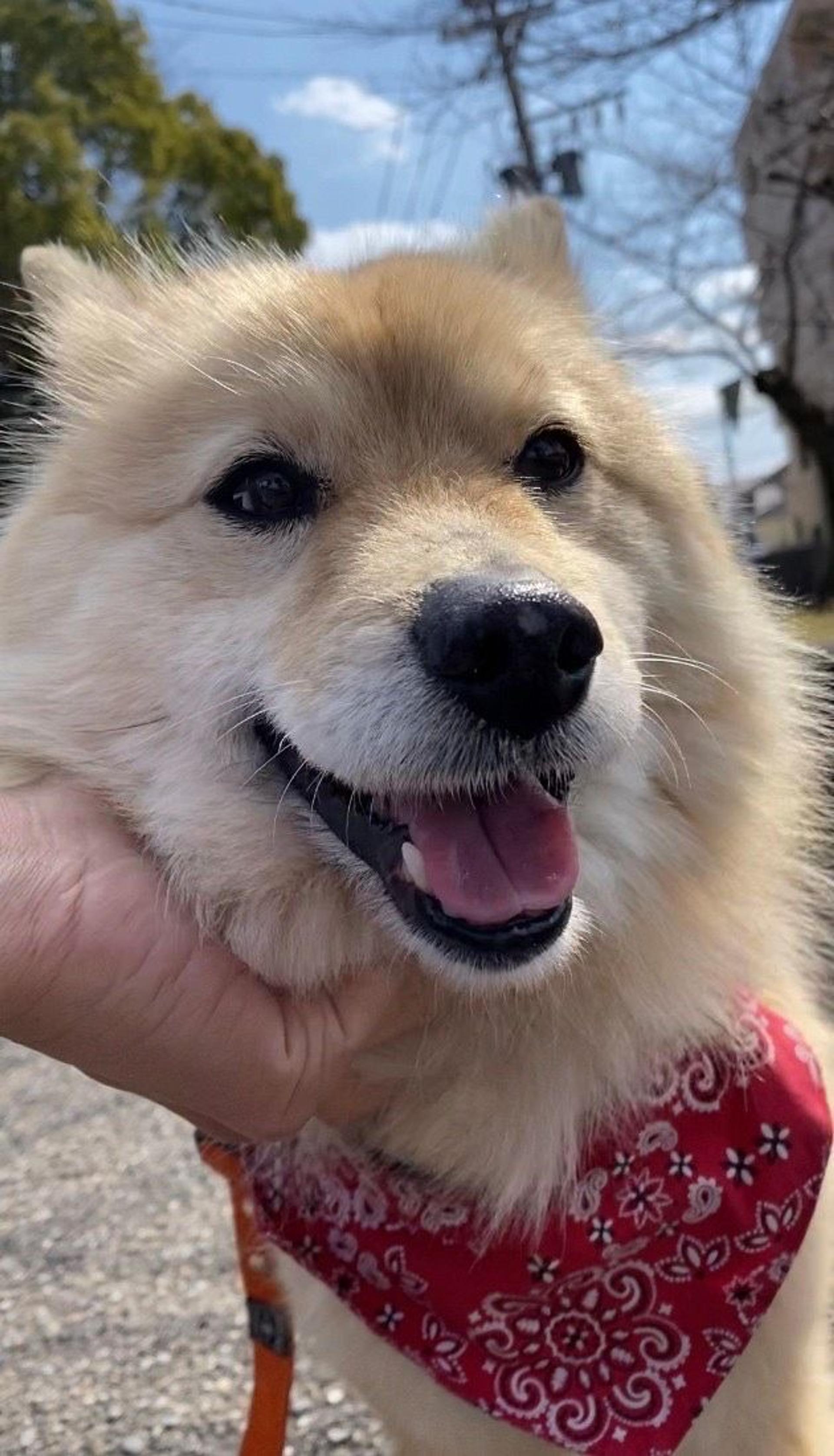 pet-image-4