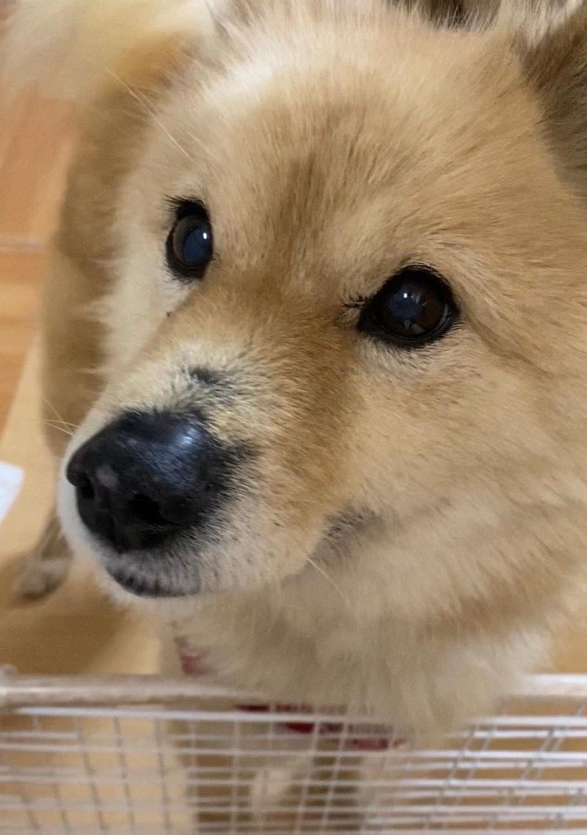 pet-image-7