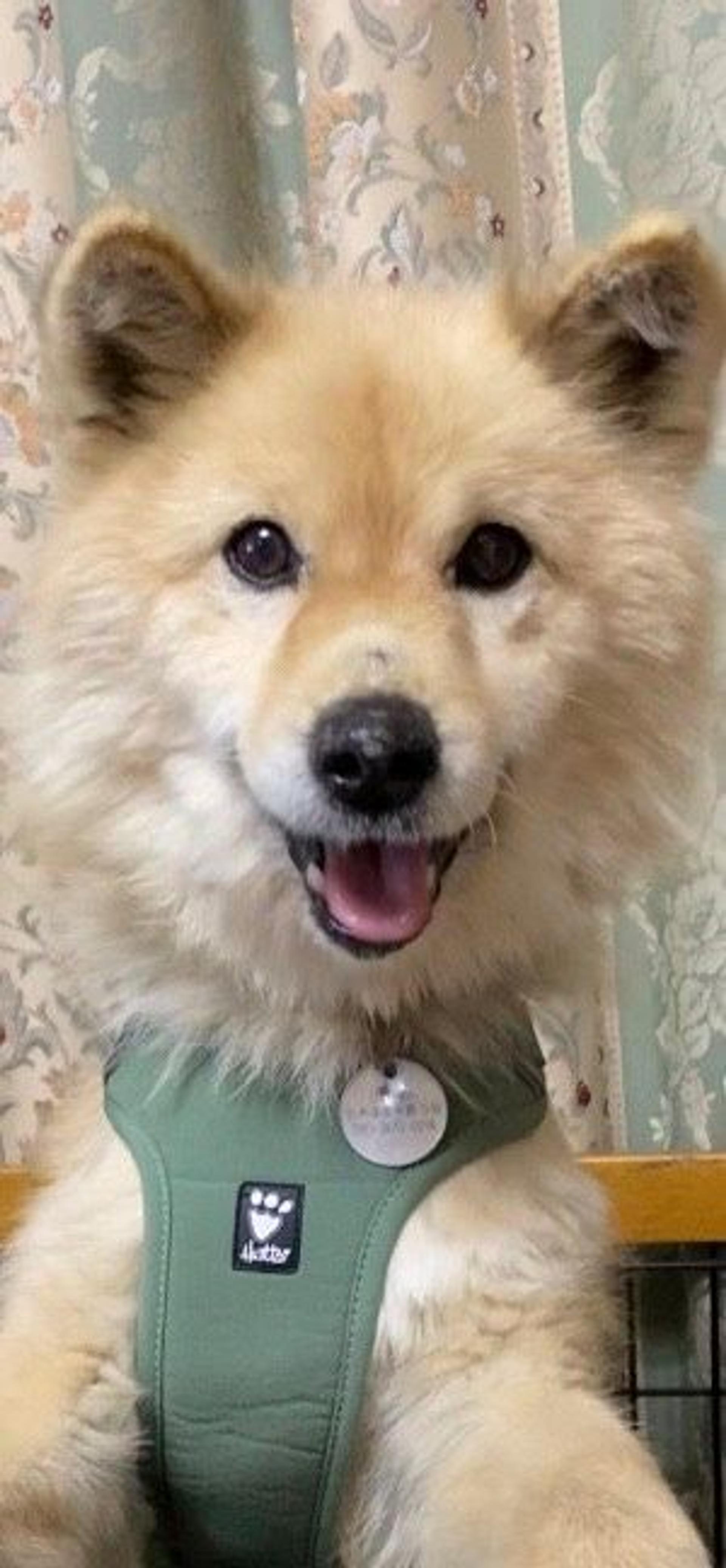 pet-image-8