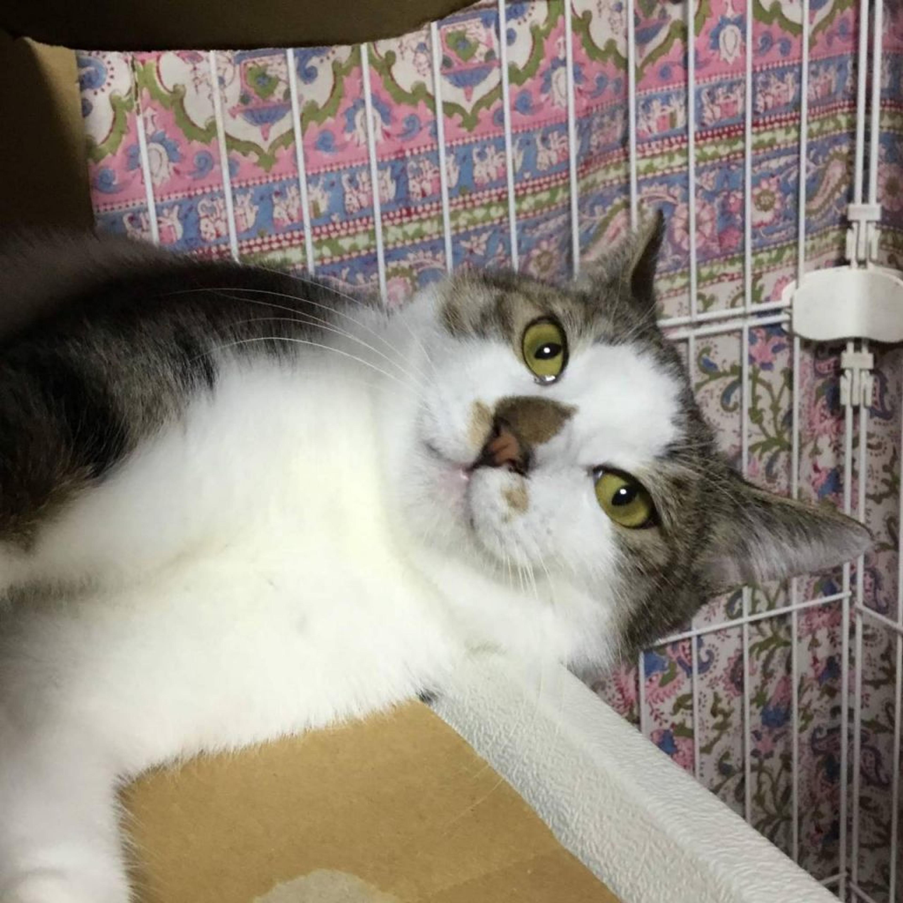 pet-image-2