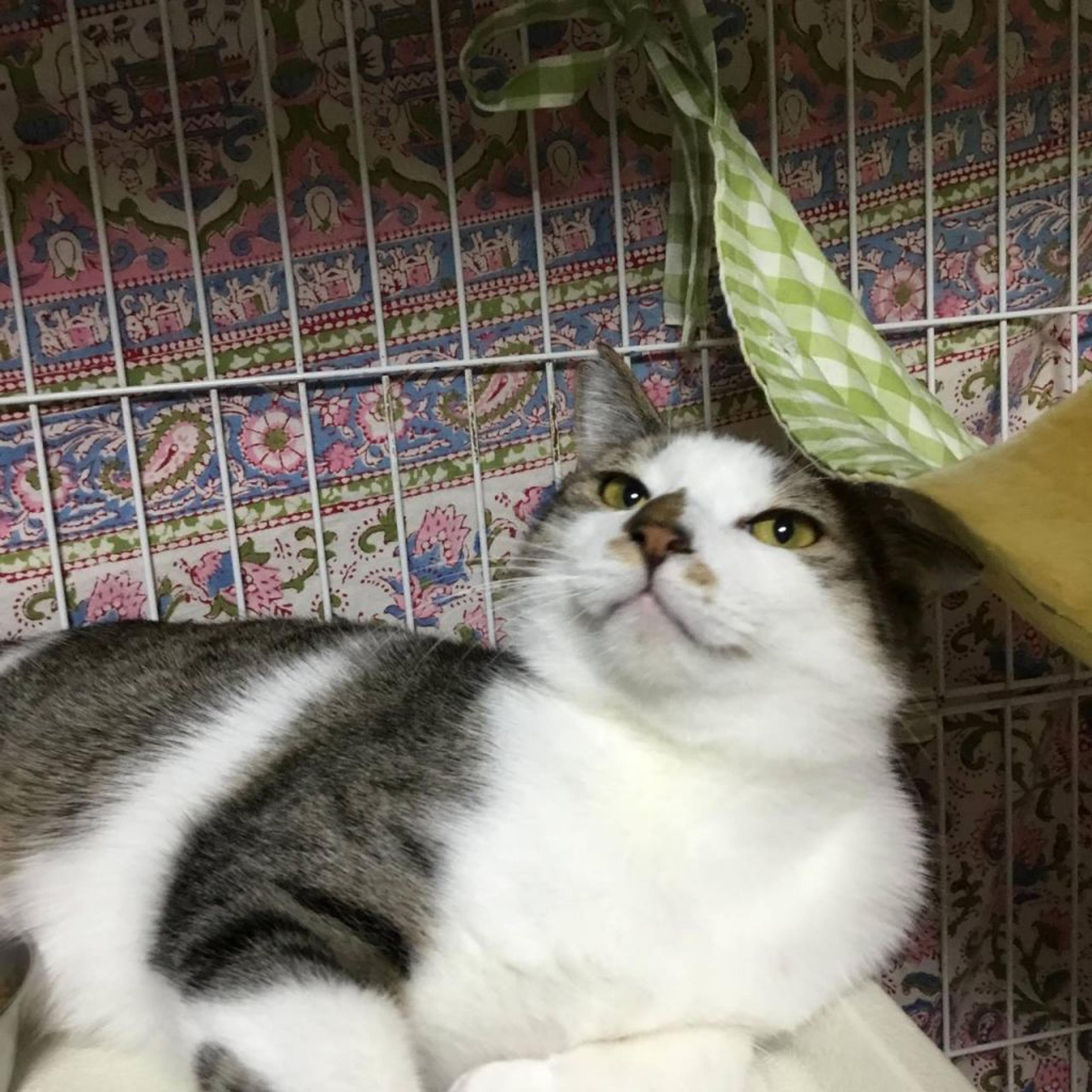 pet-image-3