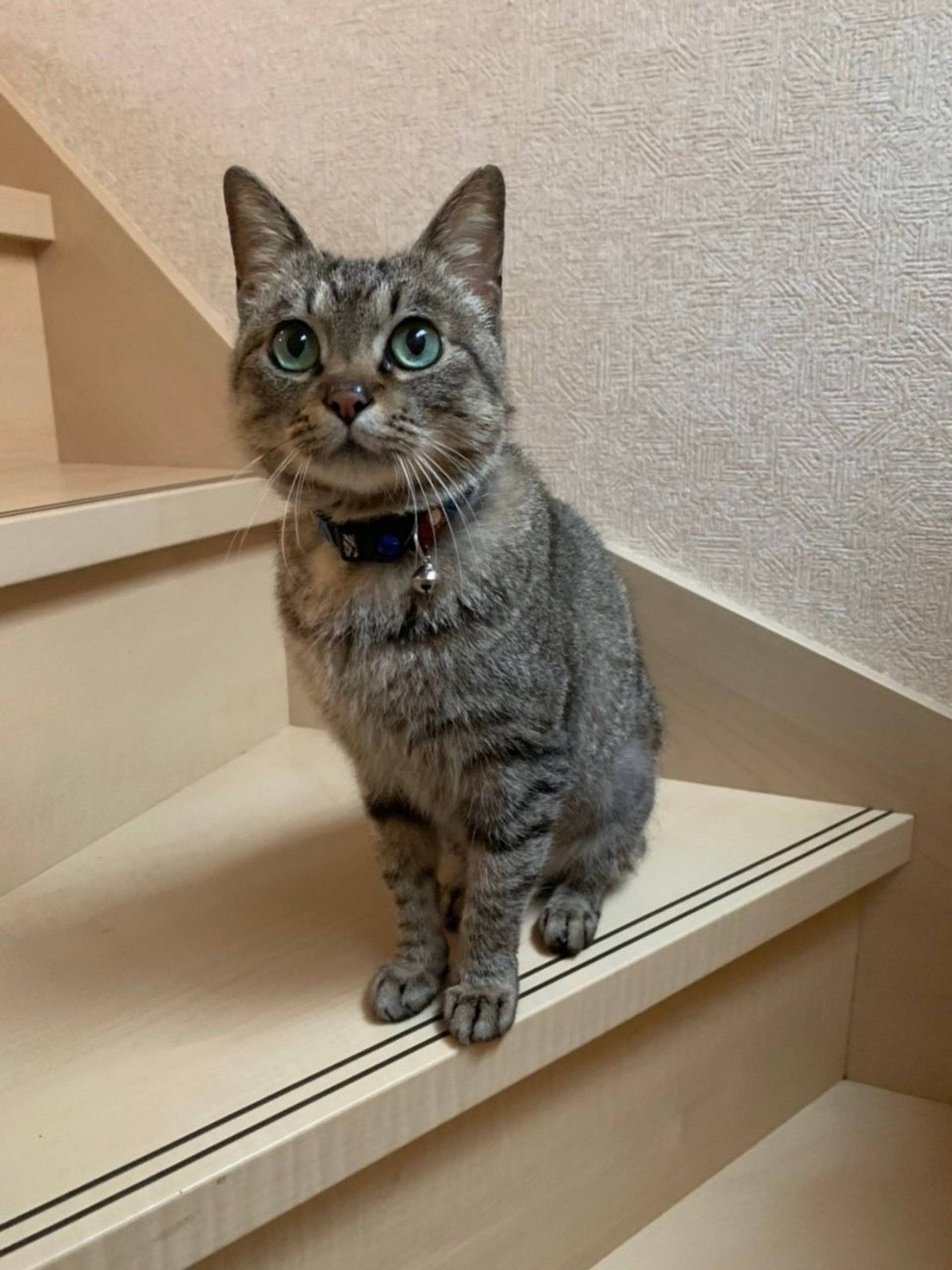 雑種（ミックス猫）・メスの里親募集の写真