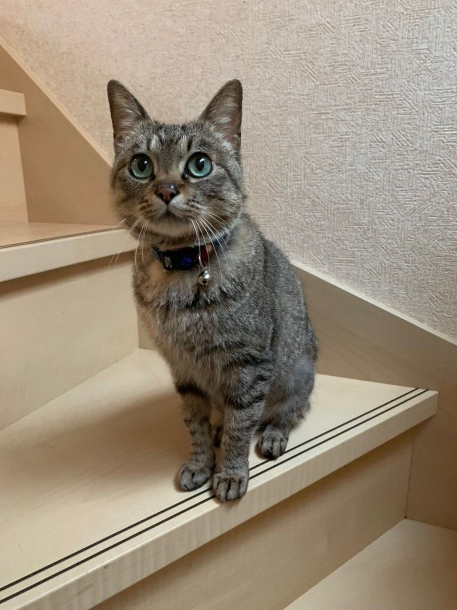 雑種（ミックス猫）・メスの里親募集の写真