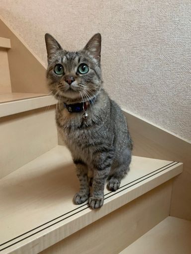ラッキーの写真