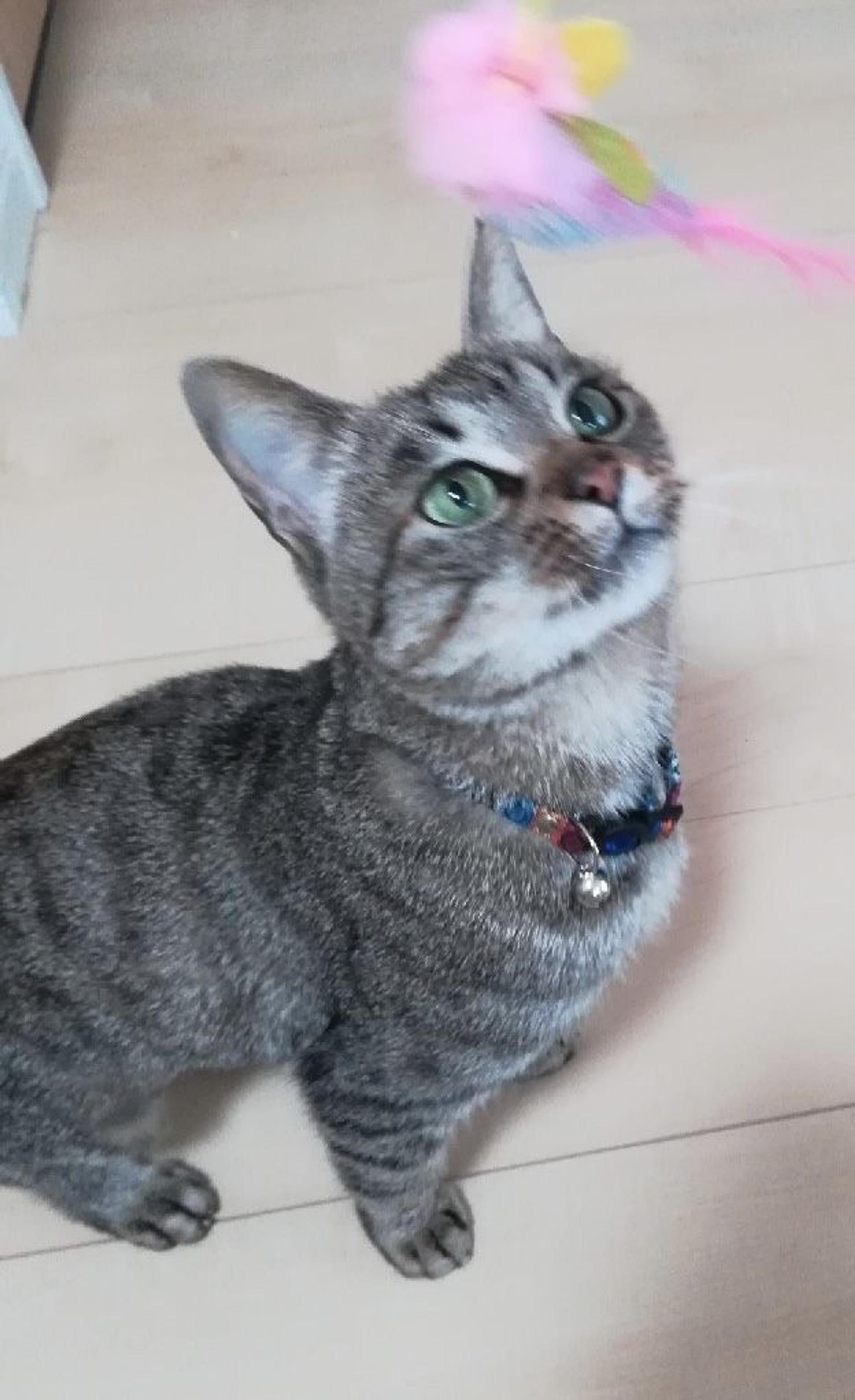 pet-image-2
