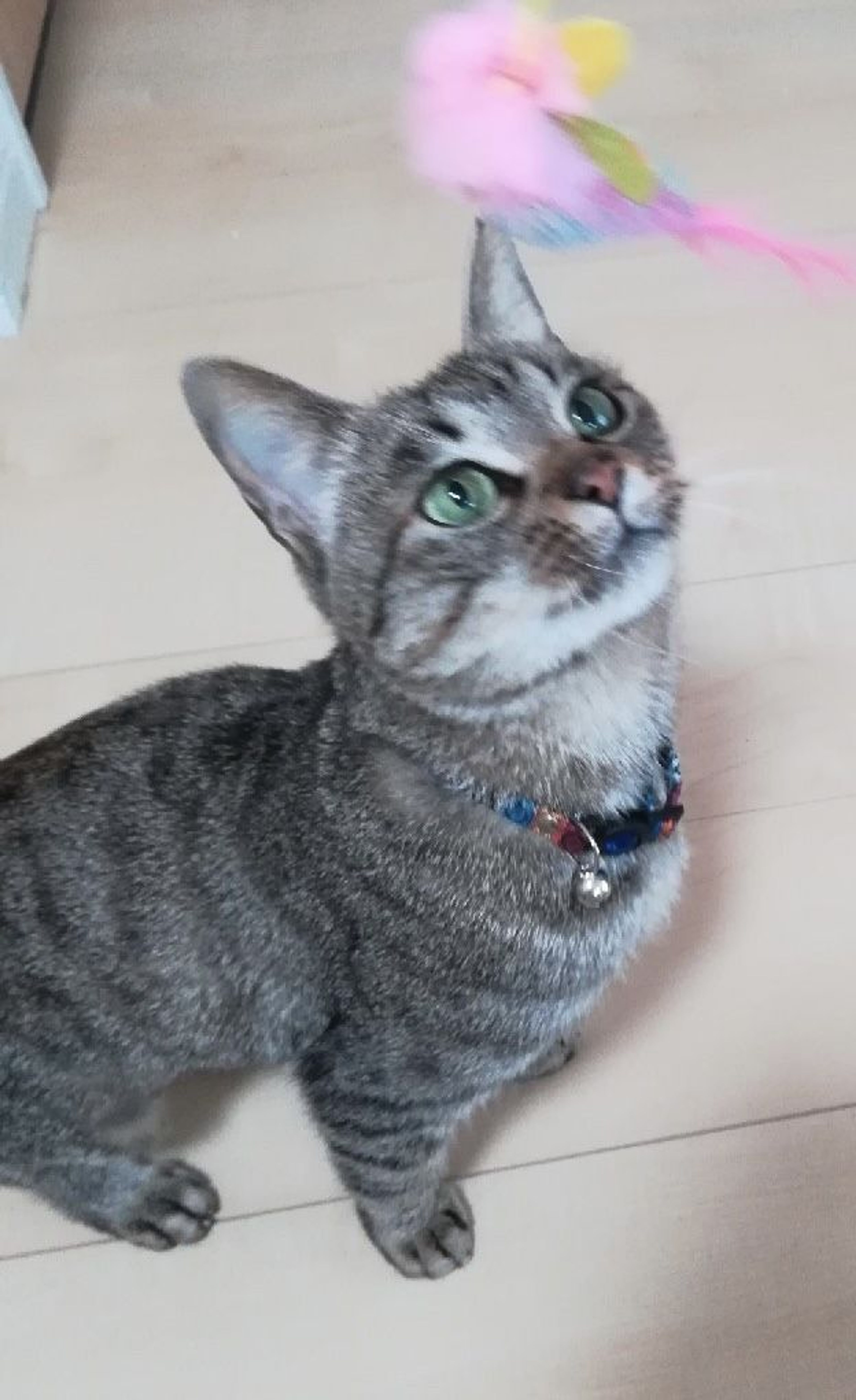 pet-image-2