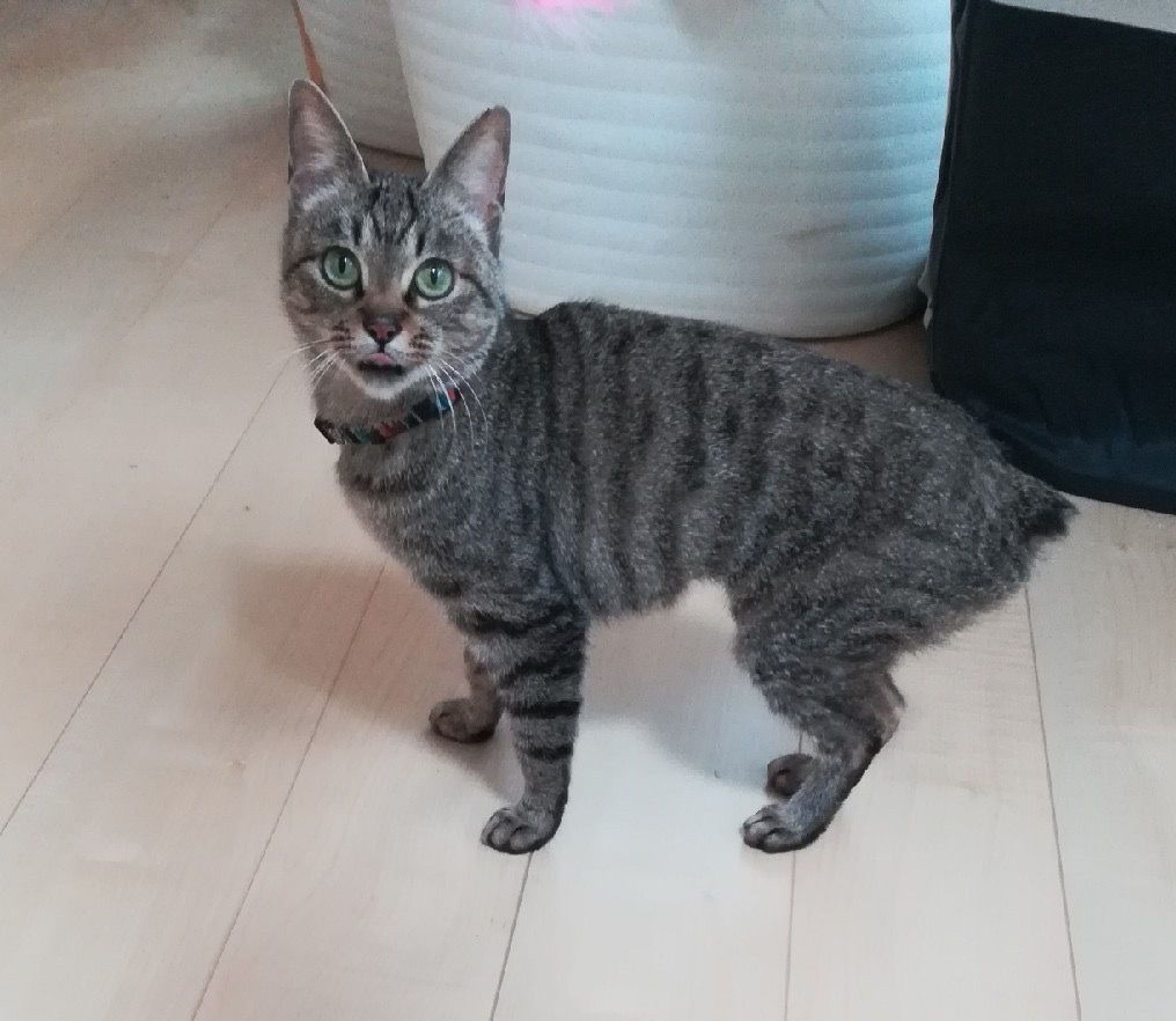 pet-image-3