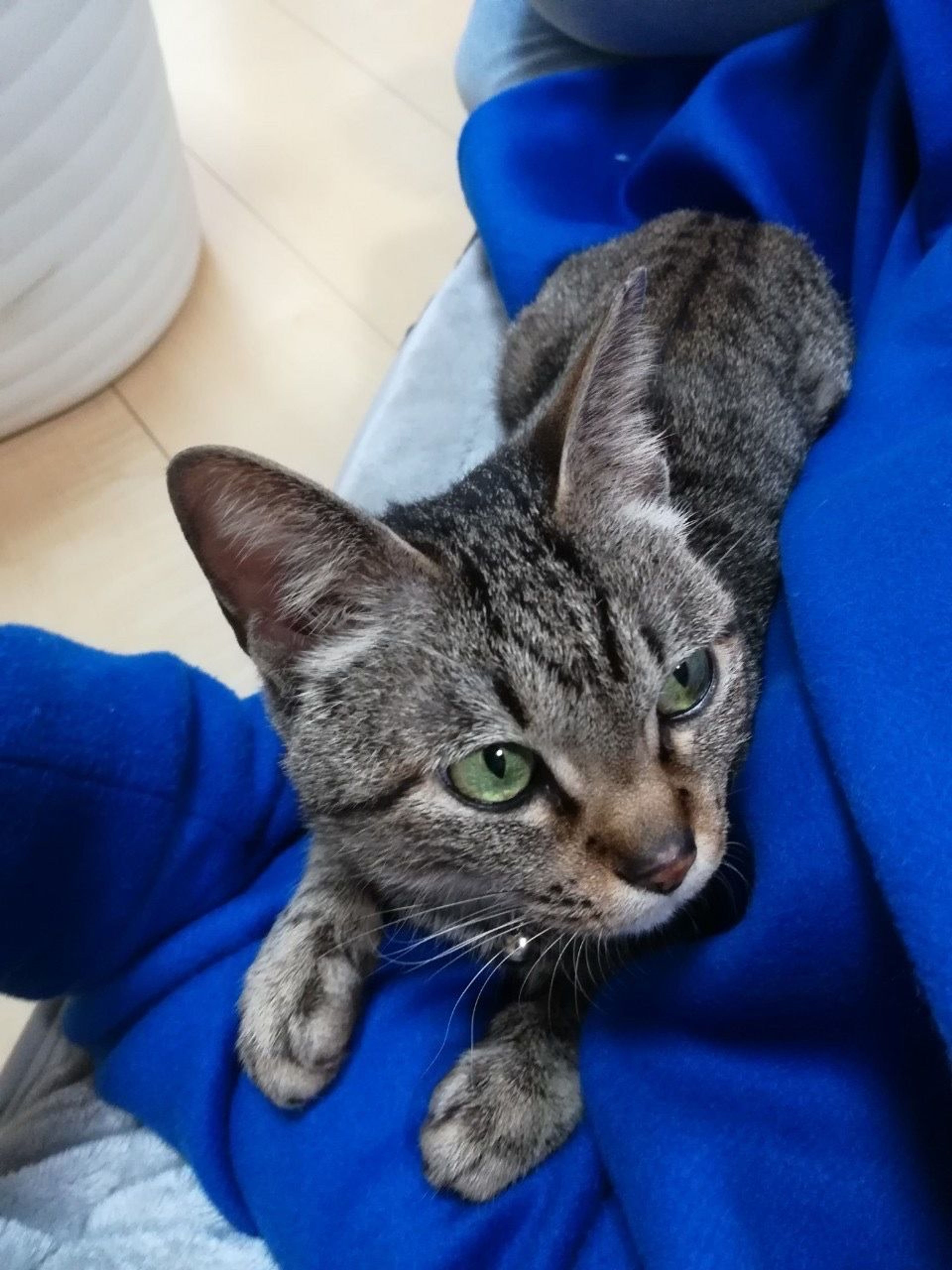 pet-image-4
