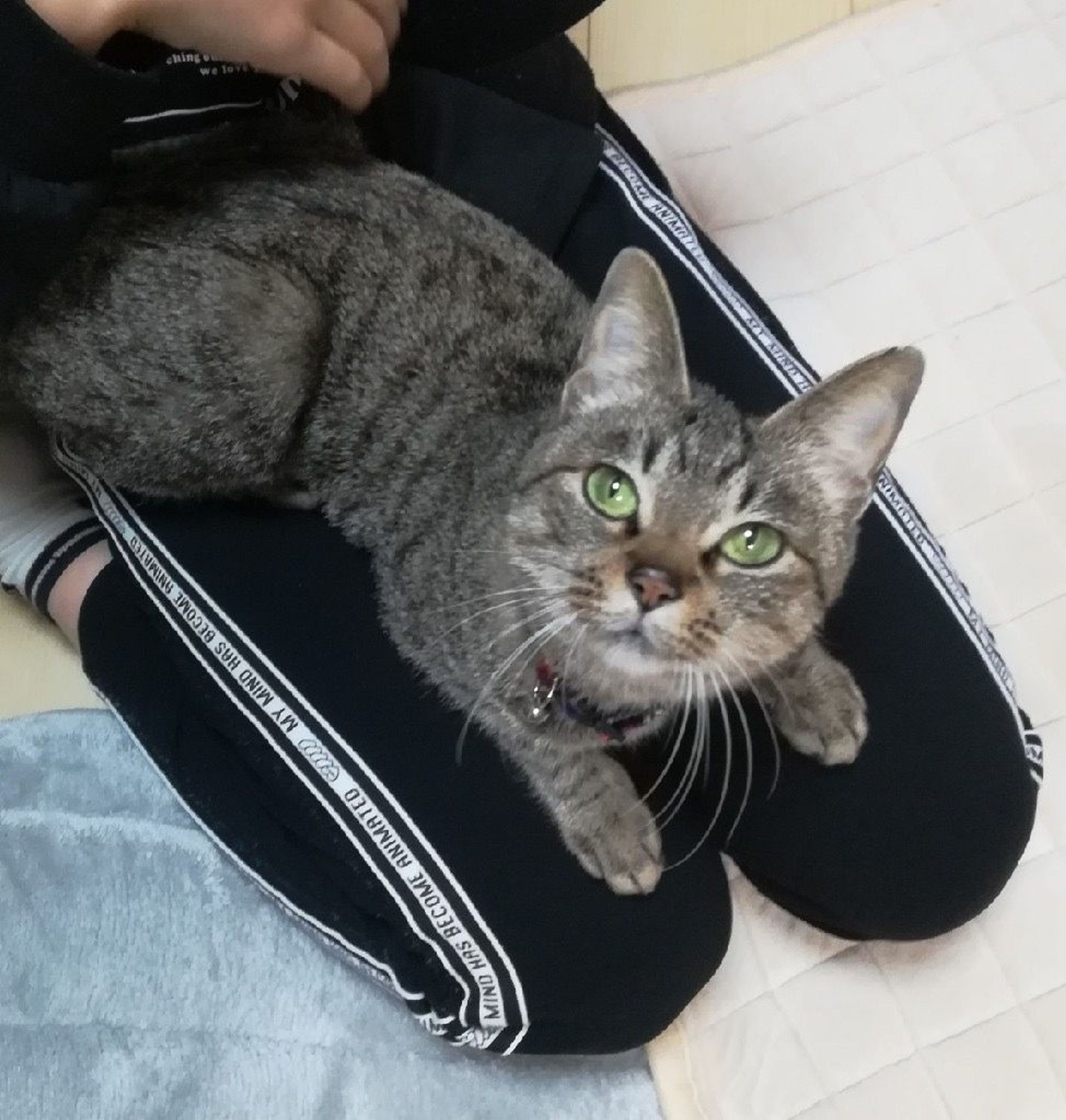 pet-image-5