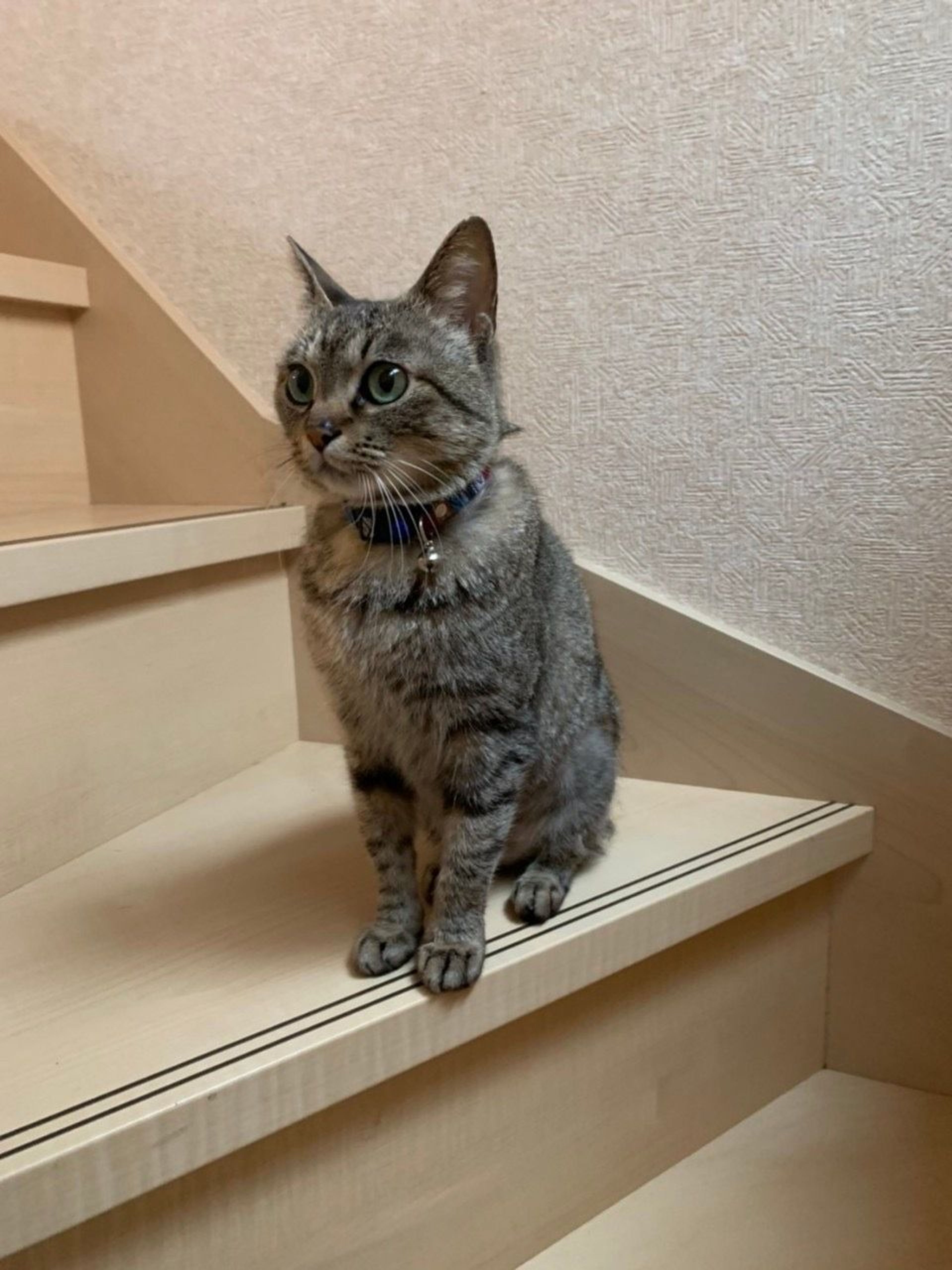 pet-image-6
