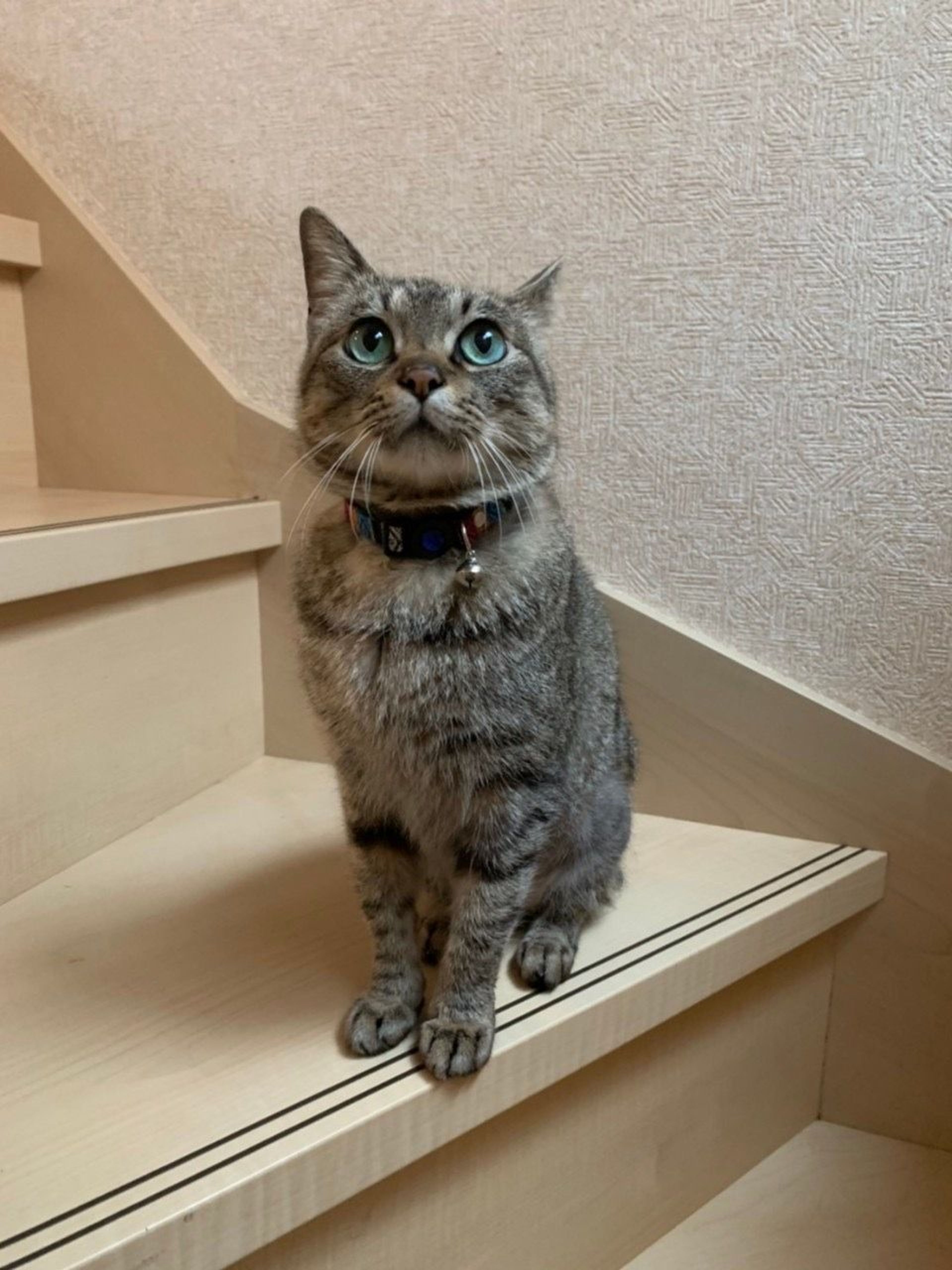 pet-image-7
