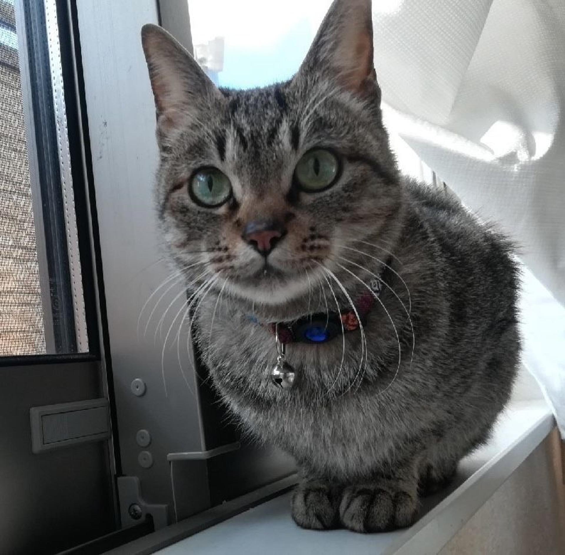 pet-image-8