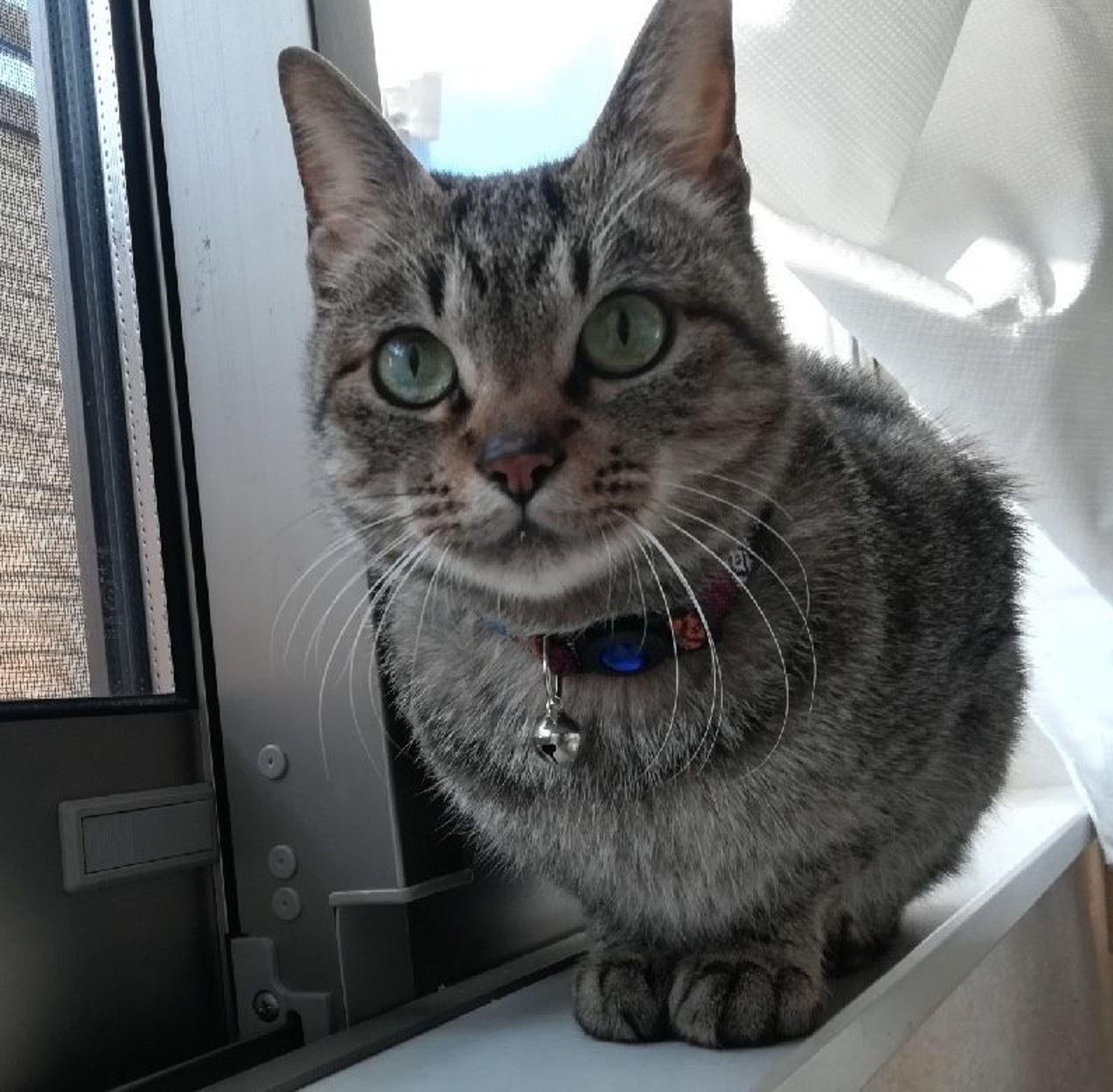 pet-image-8