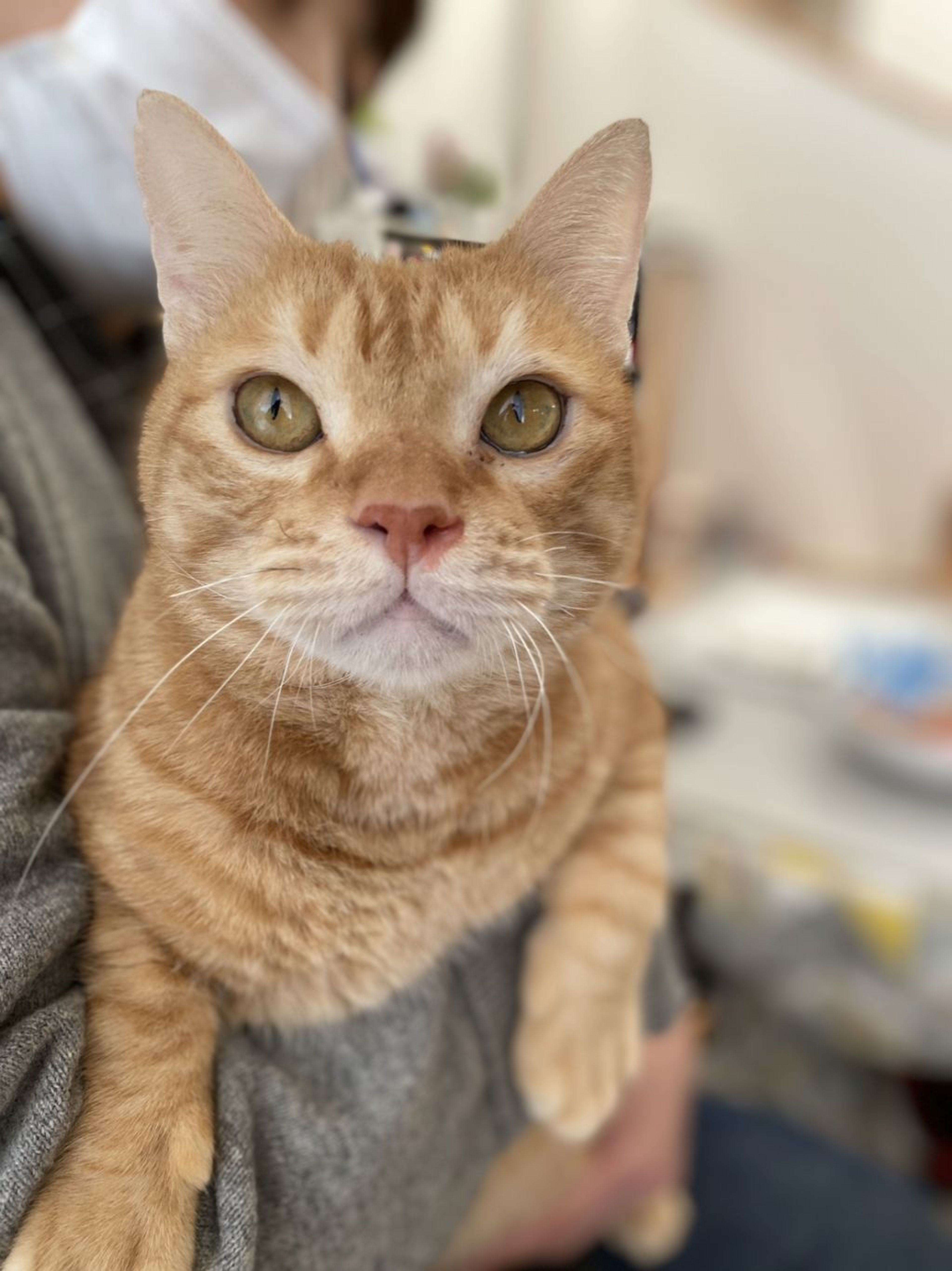 雑種（ミックス猫）・オスの里親募集の写真